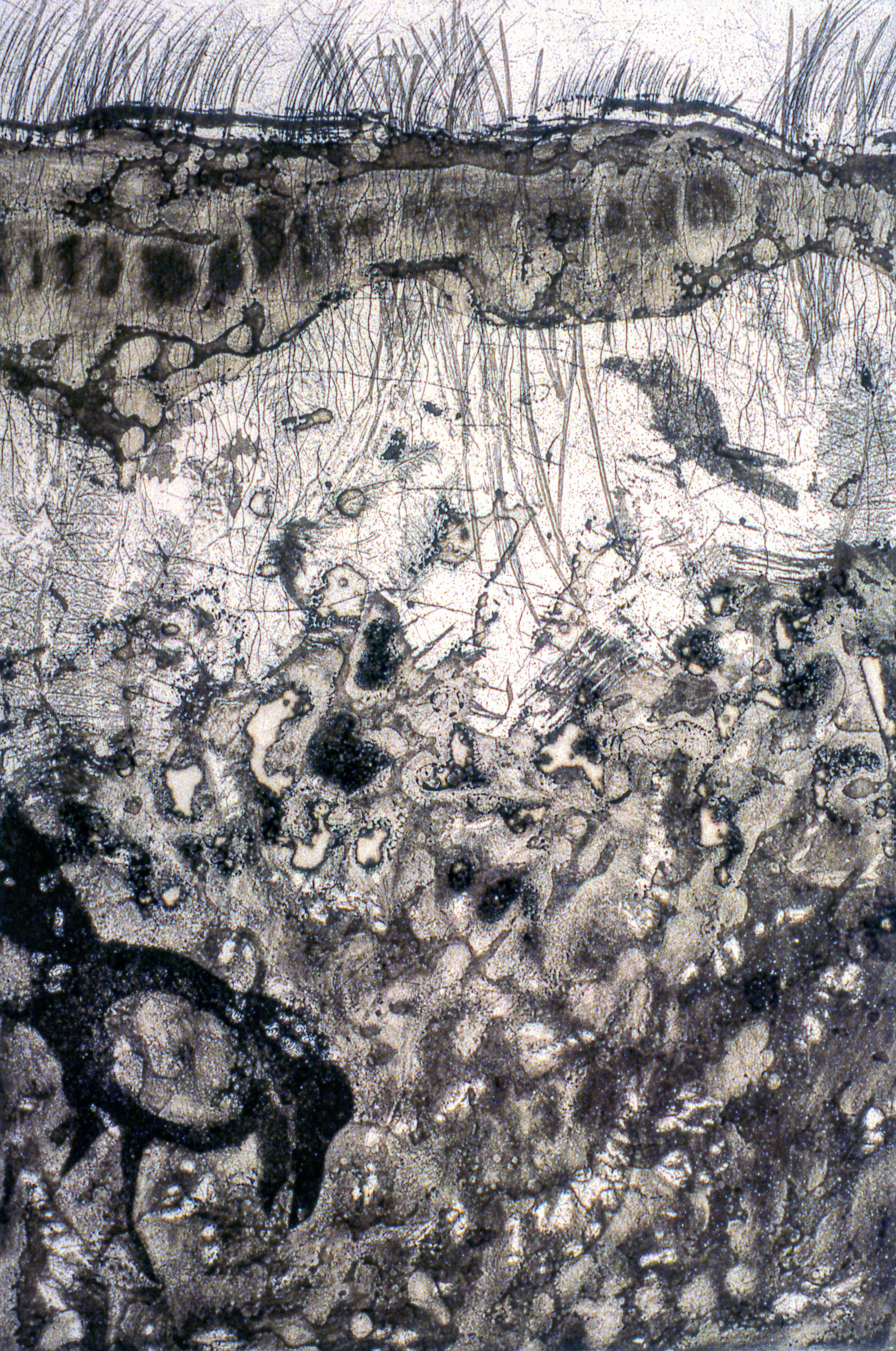 Soil Raven, KBDesrosiers, 12%22x18%22, intaglio.jpeg