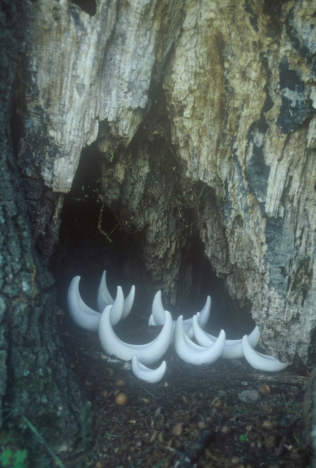 Fleet in a Hollow Tree, KBDesrosiers, installation of clay forms.jpeg