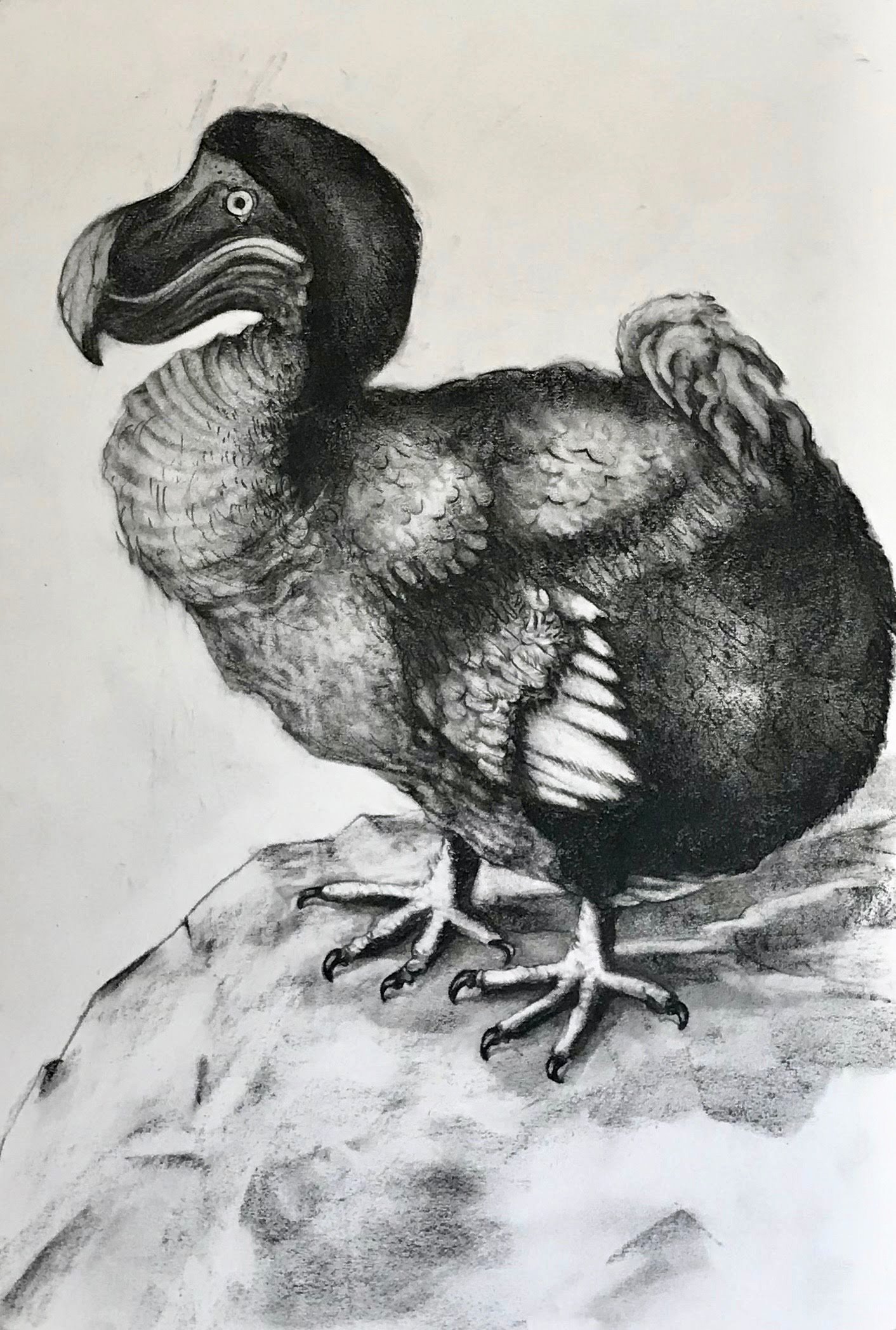 Dodo, KBDesrosiers, 15%22x22%22, charcoal.jpeg