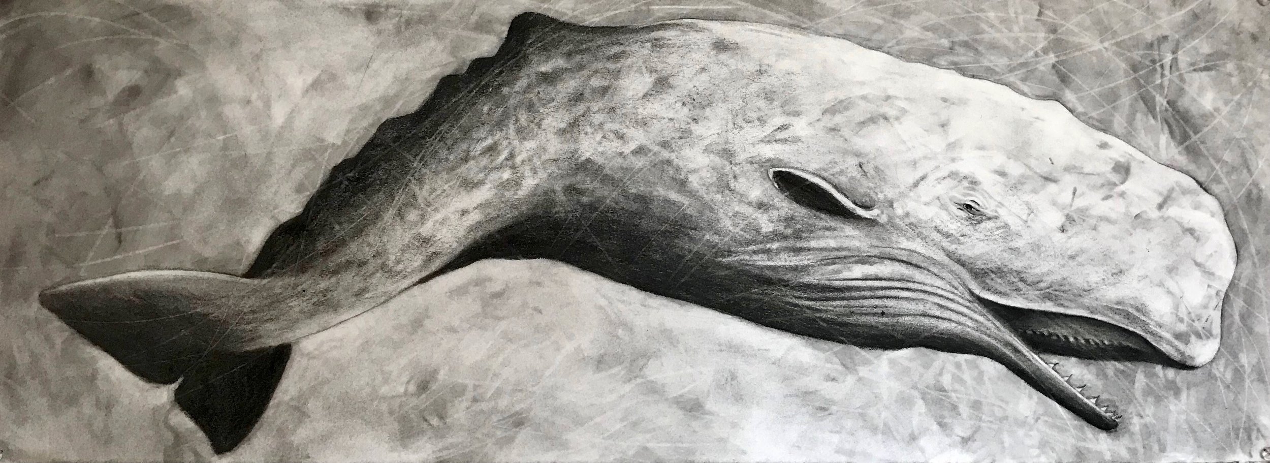 Sperm Whale, KBDesrosiers, 11.25%22x30%22, charcoal copy.jpeg