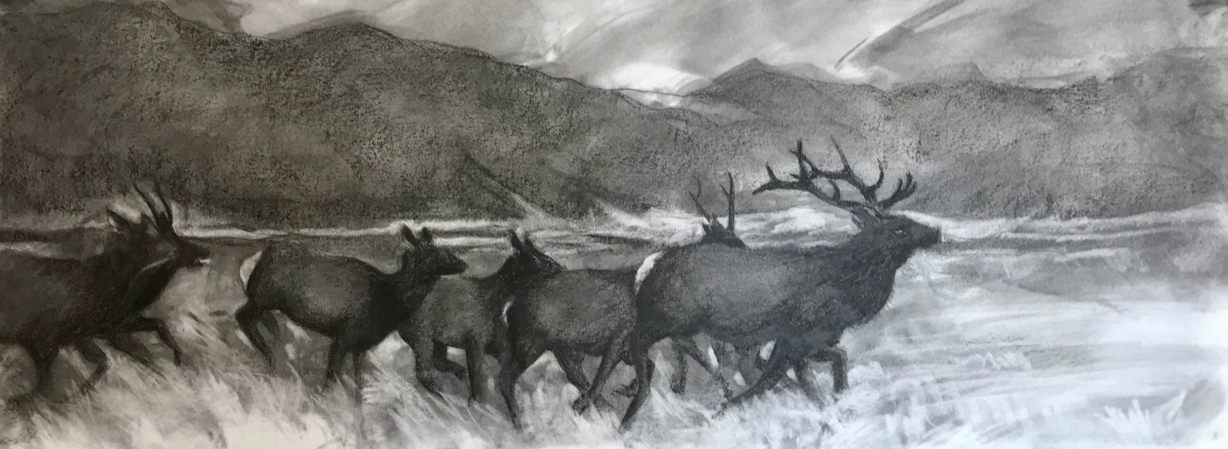 Elk Running, KBDesrosiers, 30%22x11.25%22, charcoal.jpeg