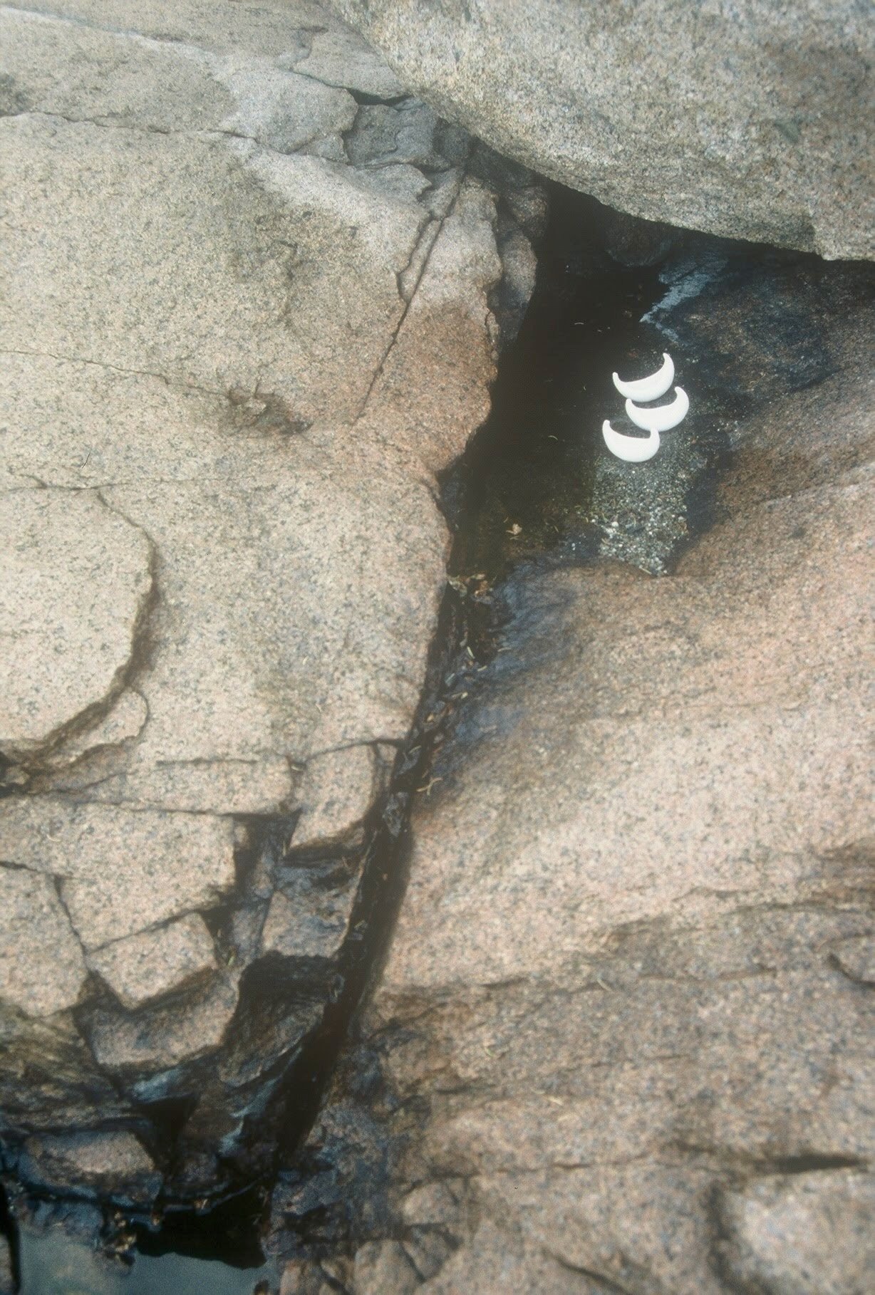 Fleet in the Intertidal Zone, Schoodic, ME, KBDesrosiers, installation of clay forms.jpeg