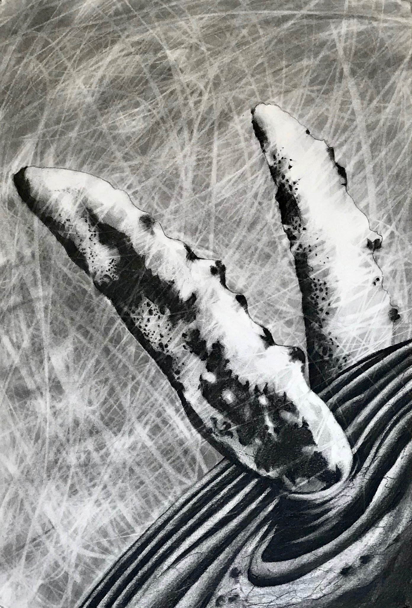 Humpback Flippers, KBDesrosiers, 15%22x22%22, charcoal.jpeg