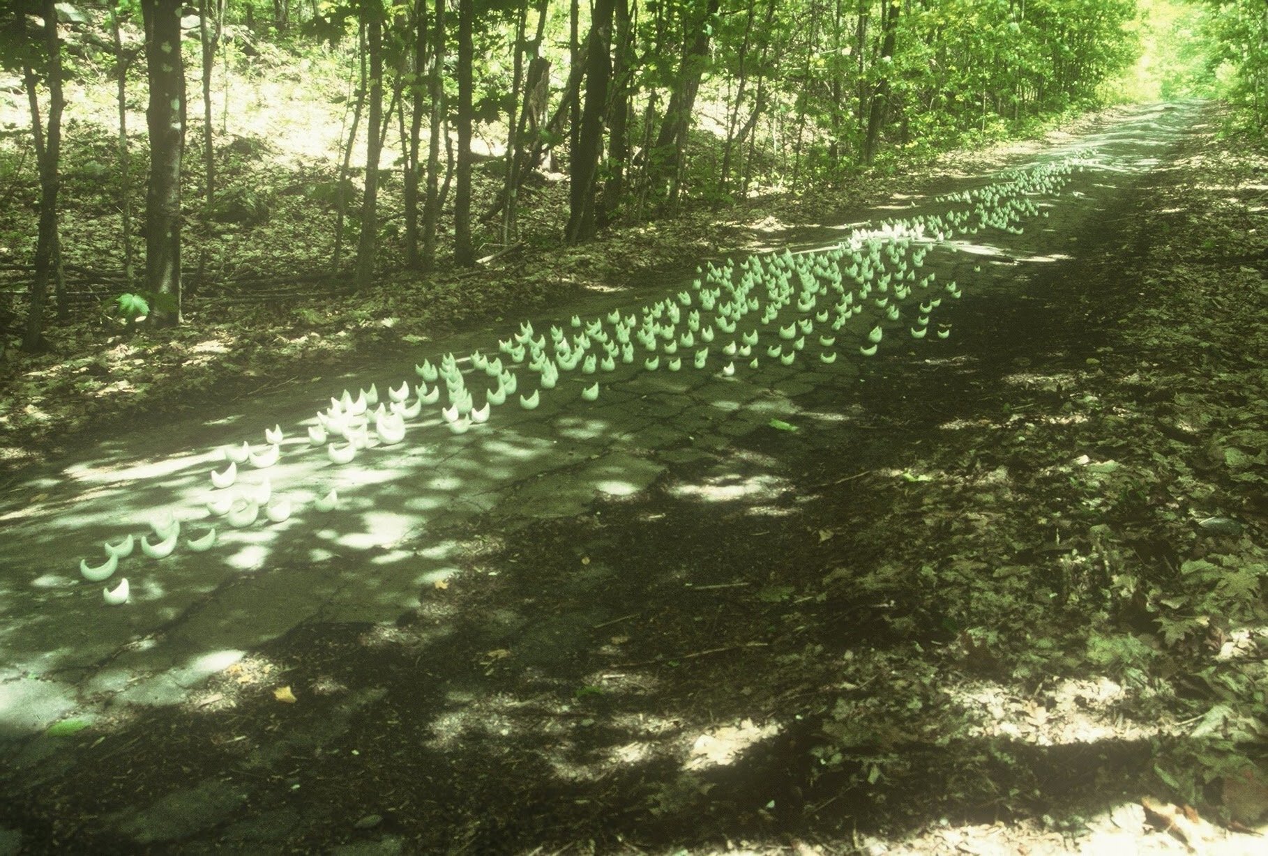 Fleet on Overgrown Indian Trail, side view, Dixmont, ME,KBDesrosiers, installation of clay forms.jpeg