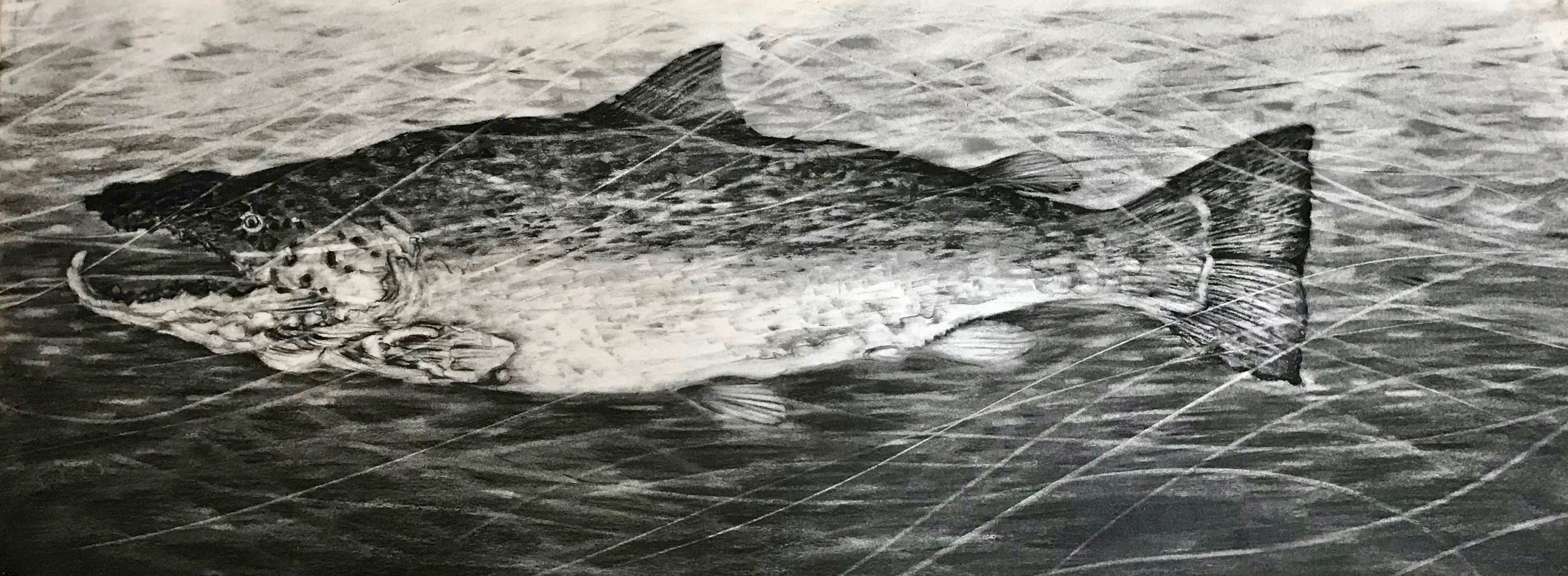 Salmon Running, KBDesrosiers, 30%22x11.25%22, charcoal.jpeg