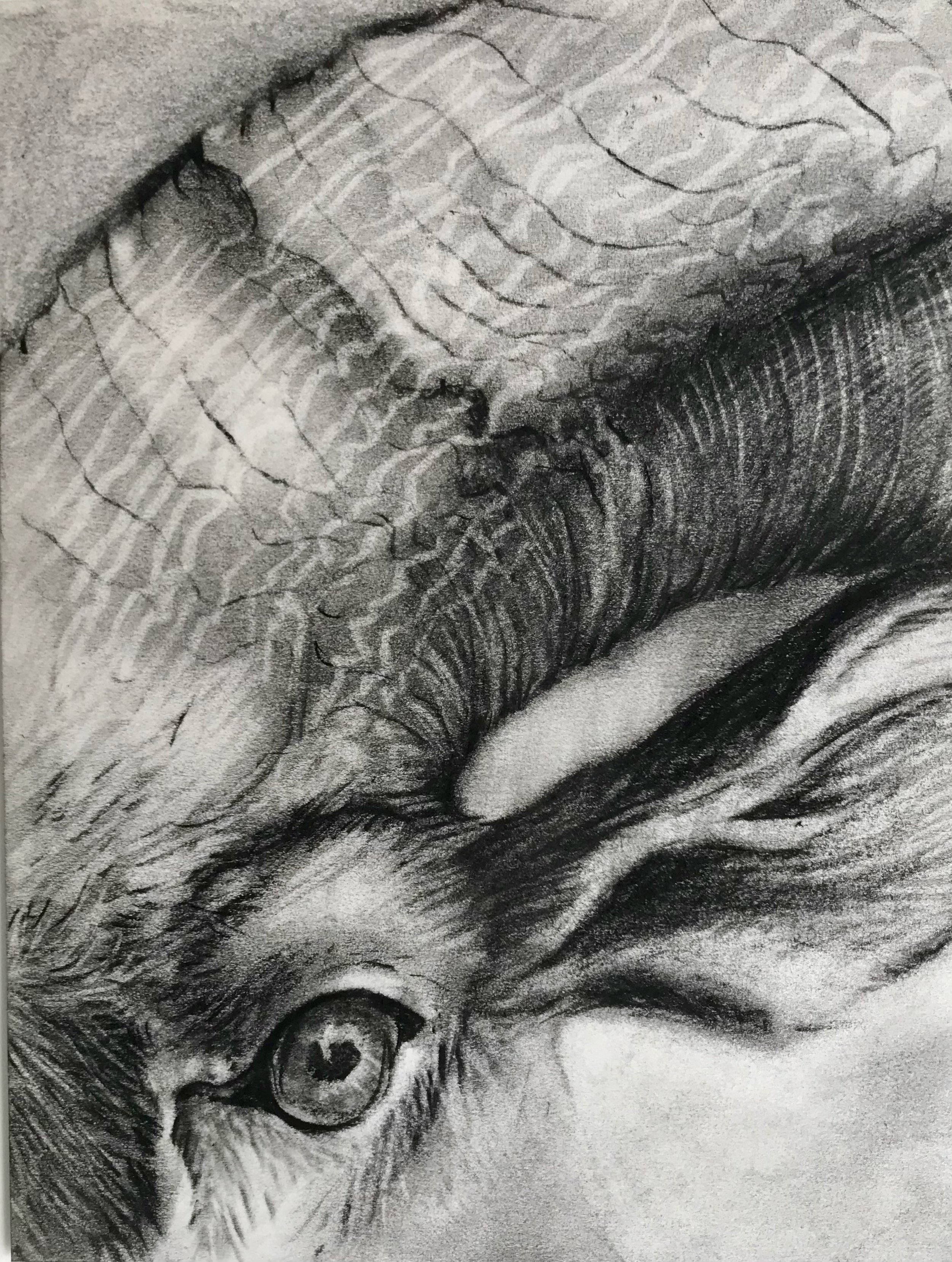 Mountain Goat's Eye, KBDesrosiers, 5.5%22x7.5%22, charcoal.jpeg