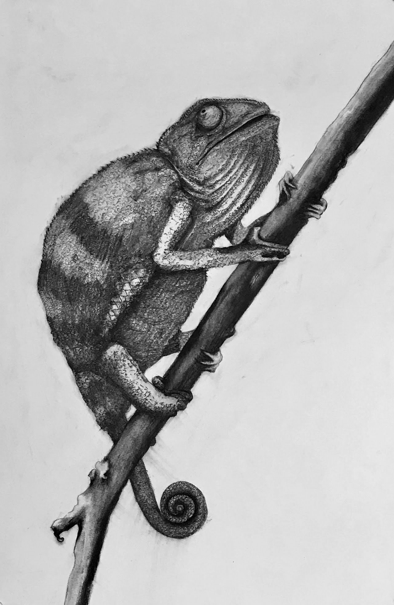 Chameleon on a Twig, KBDesrosiers, 11.25%22x14.75%22, charcoal.jpeg