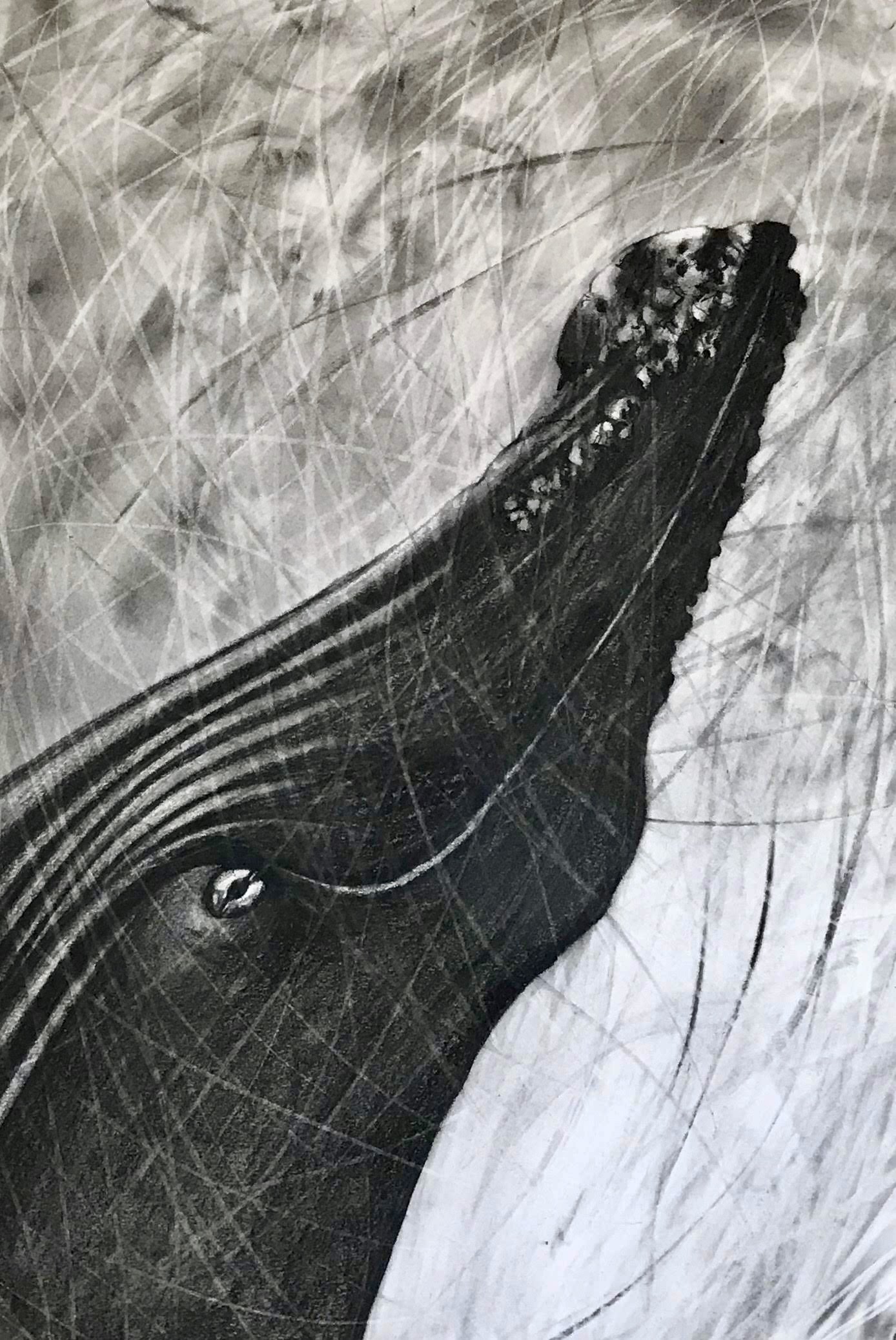 Humpback Snout, KBDesrosiers, 15%22x22%22, charcoal.jpeg