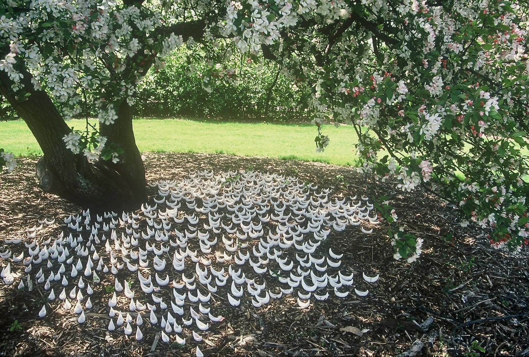 Fleet Under Apple Tree, Botanical Gardens, Madison WI, KBDesrosiers, installation of clay forms..jpeg