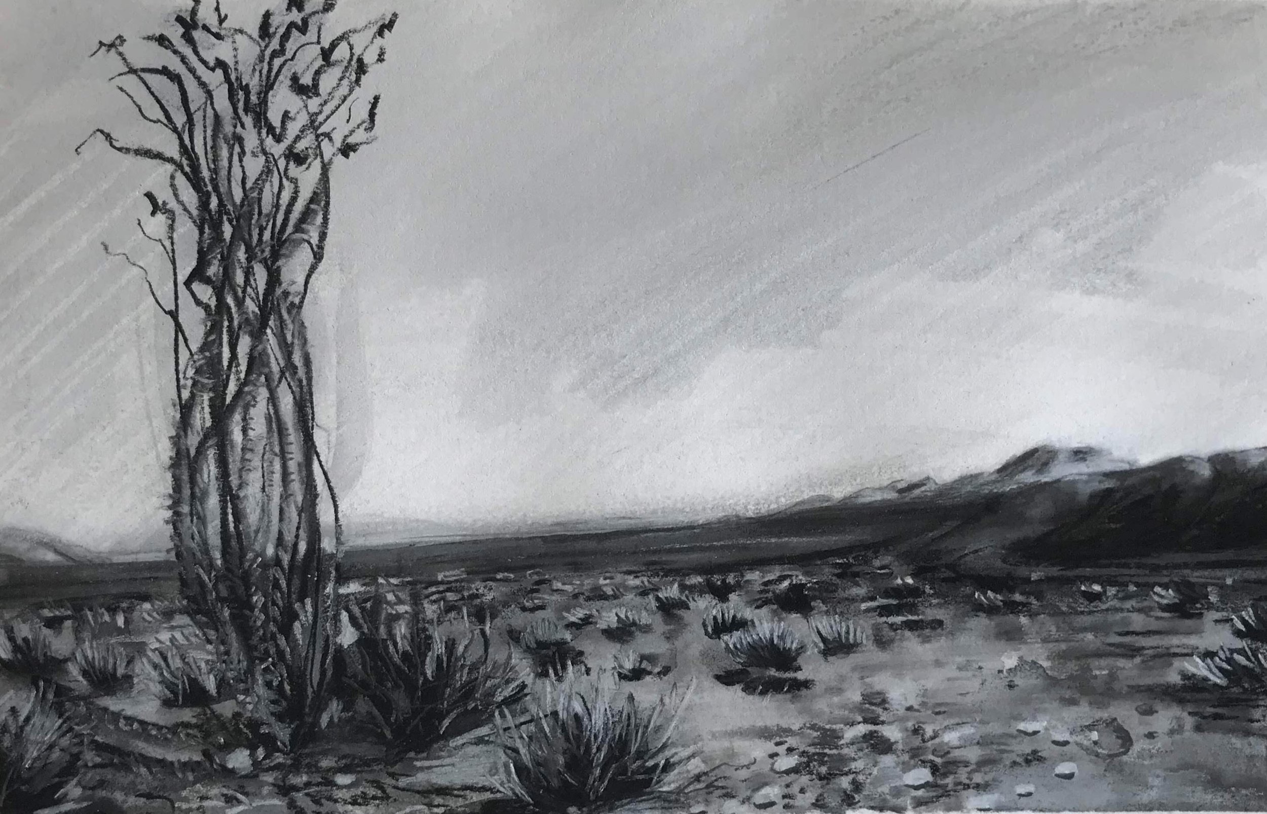 Ocotillo, KBDesrosiers, 8.5%22x5.25%22, charcoal and chalk.jpeg