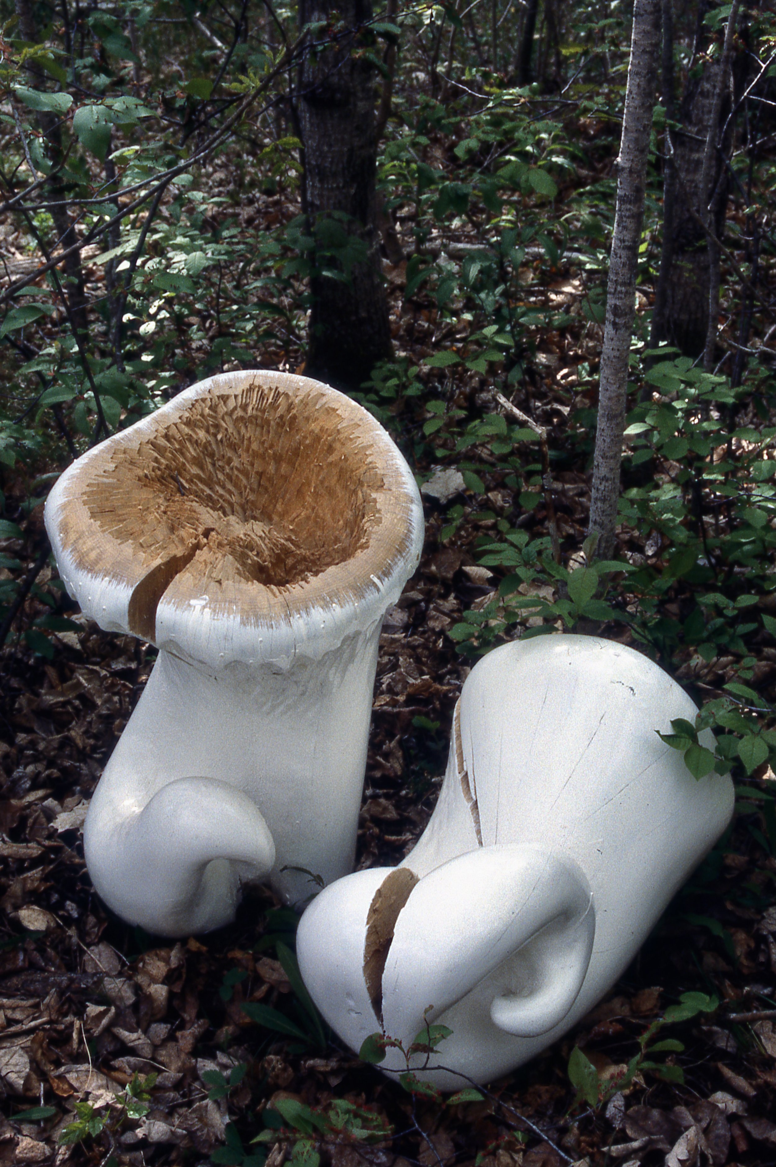 Two Ears Listening, KBDesrosiers, 4'x4'x3', carved and painted firewood.jpeg