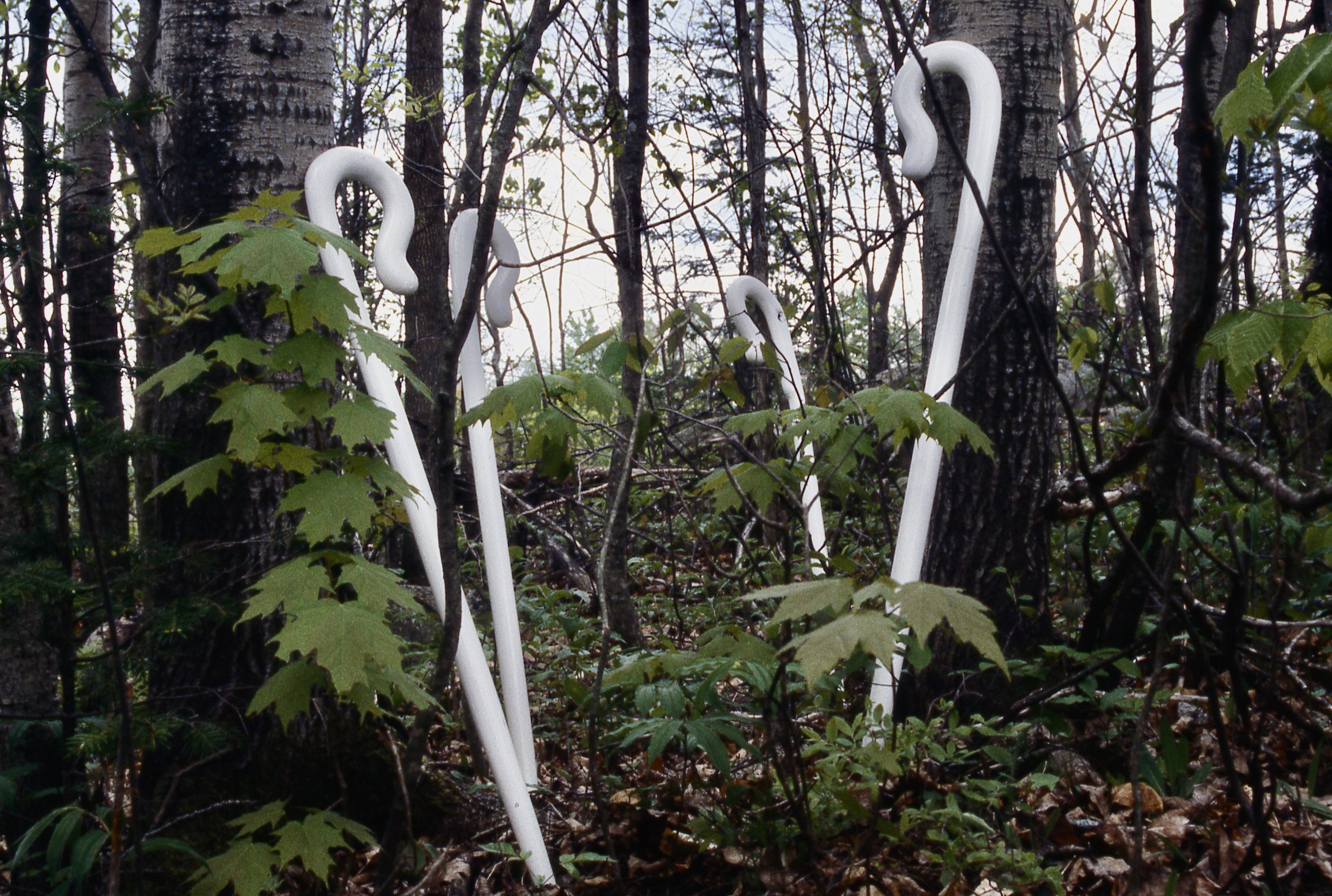 Canes In The Trees, Helpers, KBDesrosiers, installation, carved and painted firewood.jpeg
