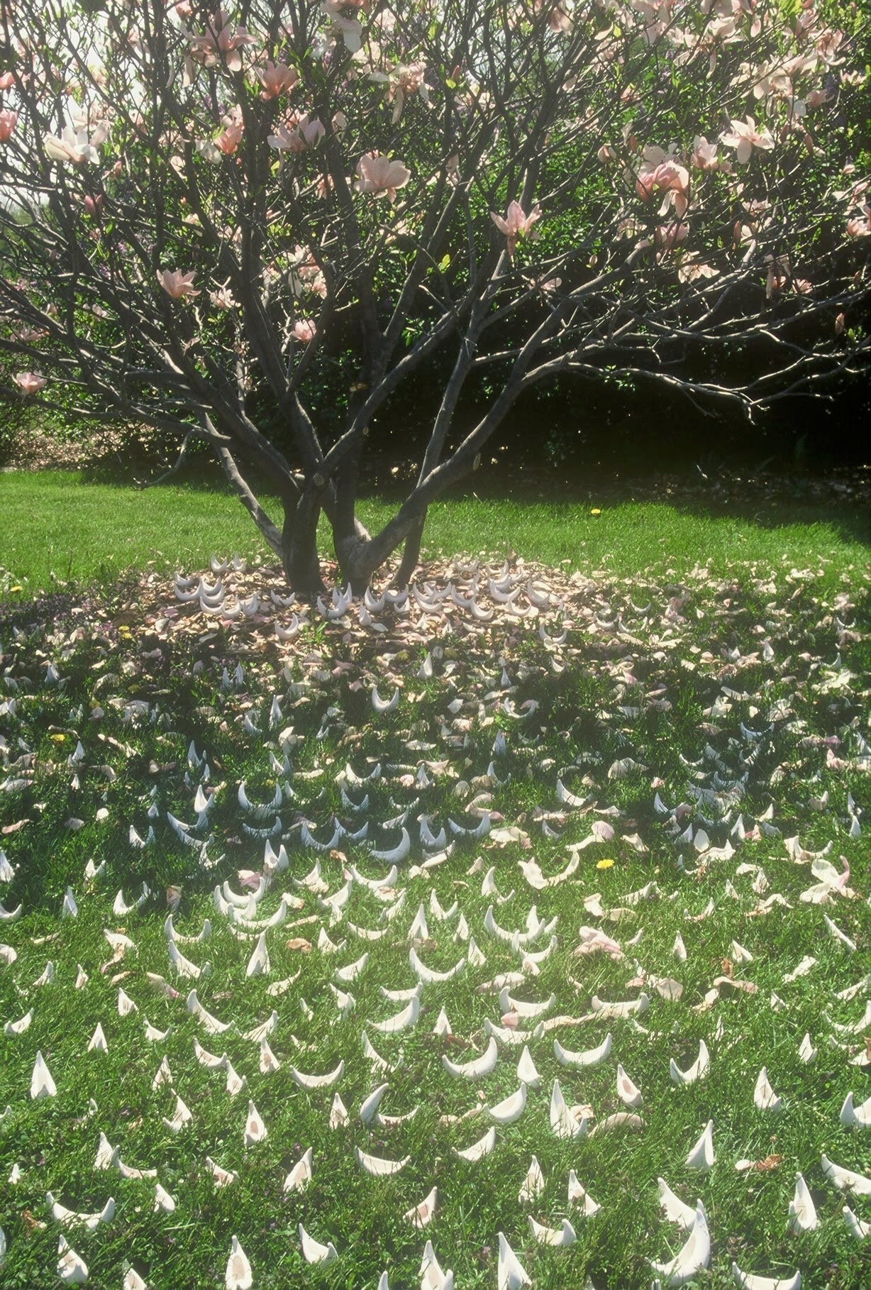 Fleet Under Magnolia, wider view,Newburgh, ME,KBDesrosiers, installation of clay forms.jpeg.jpeg