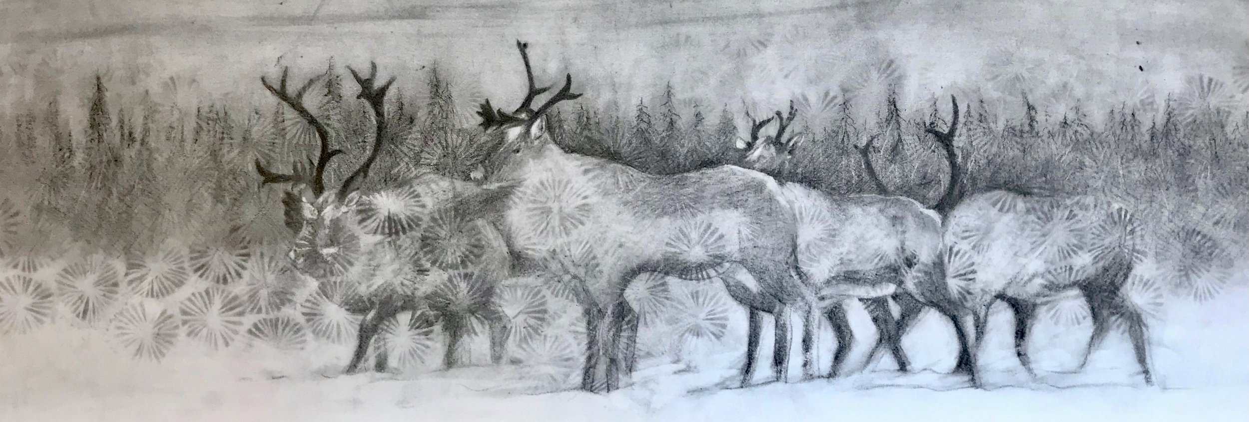 Caribou in the Snow, KBDesrosiers, 30%22x11.25%22, charcoal.jpeg