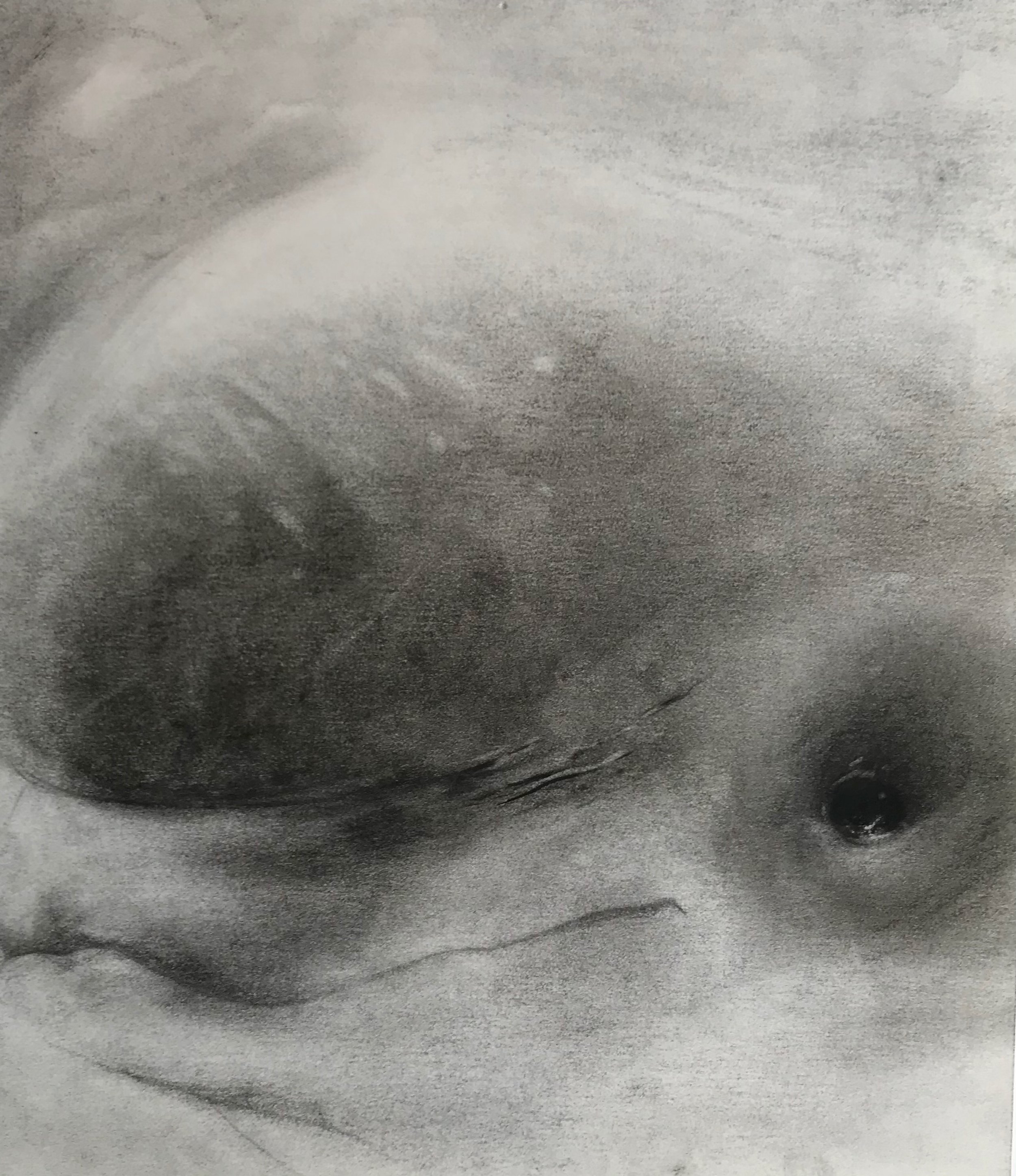 Dolphin's Eye, KBDesrosiers, 8%22x9.25%22, charcoal.jpeg