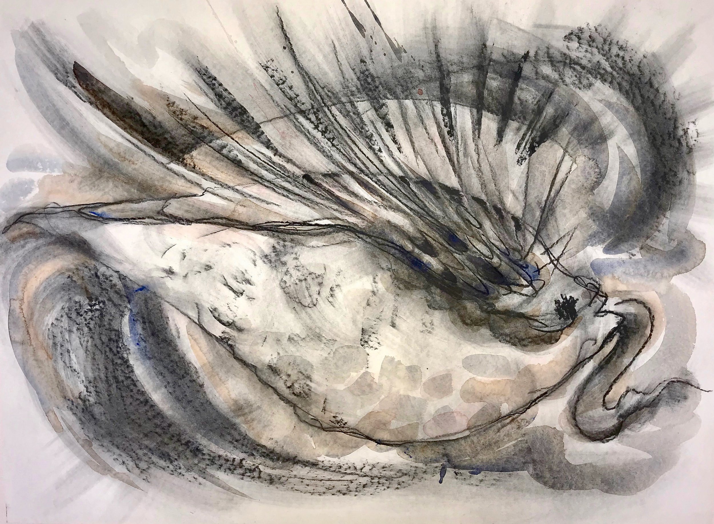 Milkweed Pod, KBDesrosiers, 30%22x22%22, charcoal and watercolor.jpeg