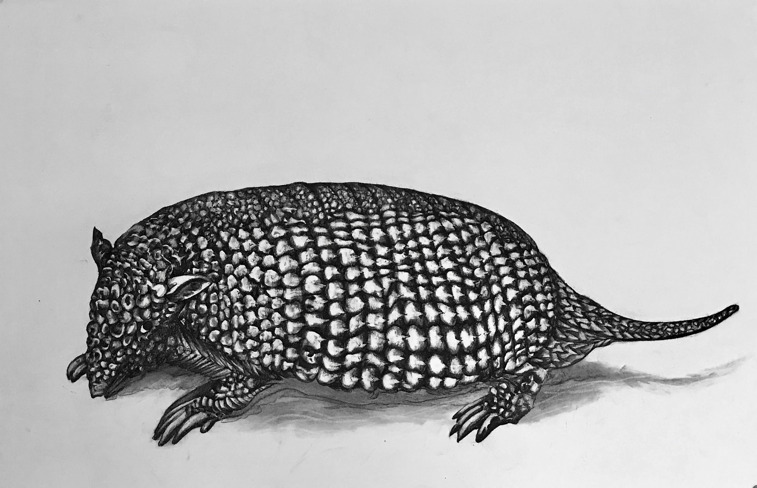 Homage to Durer- Pangolin, KBDesrosiers, 22%22x15%22, charcoal.jpeg