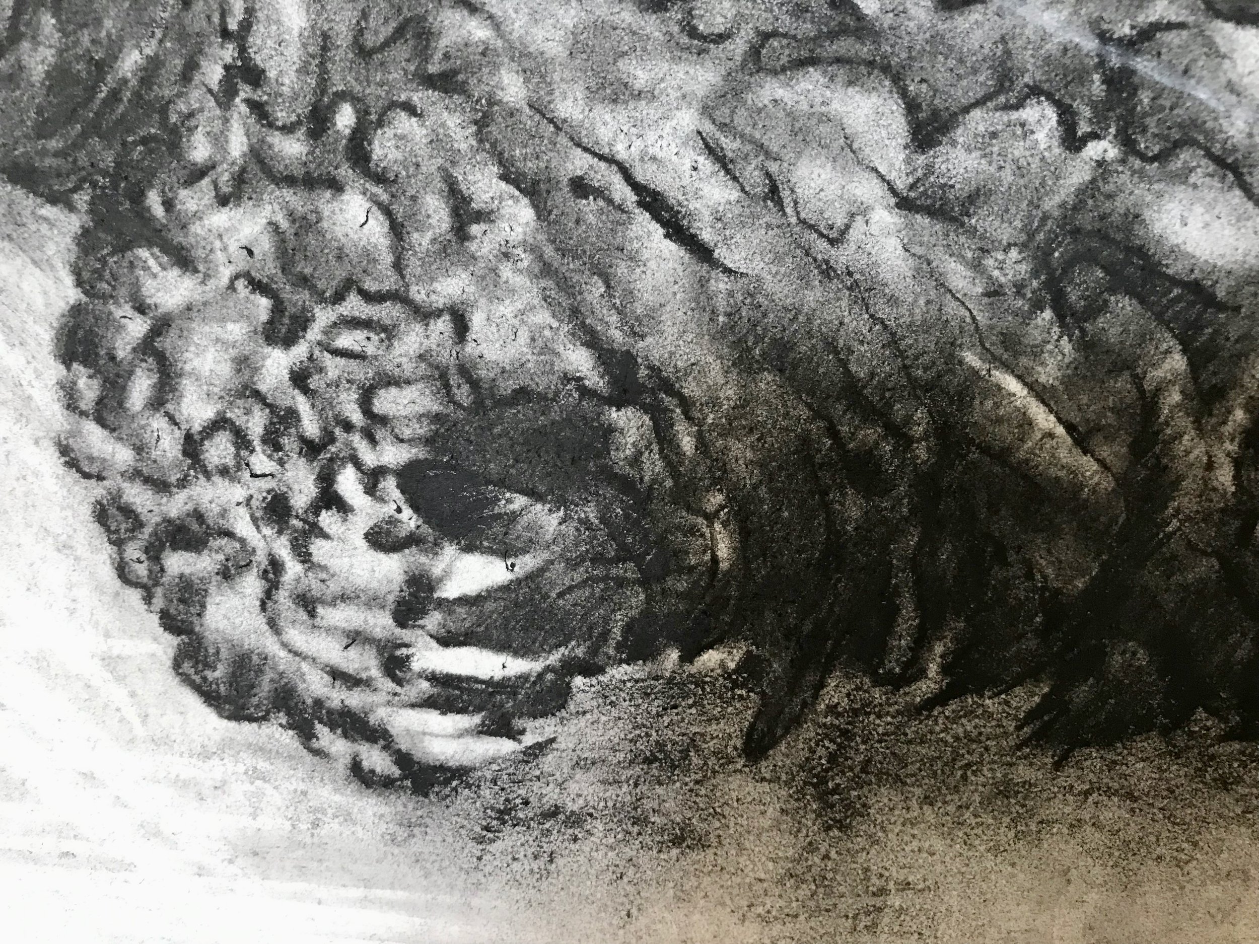Turtle and Sailing Ship (claw detail), KBDesrosiers.jpeg