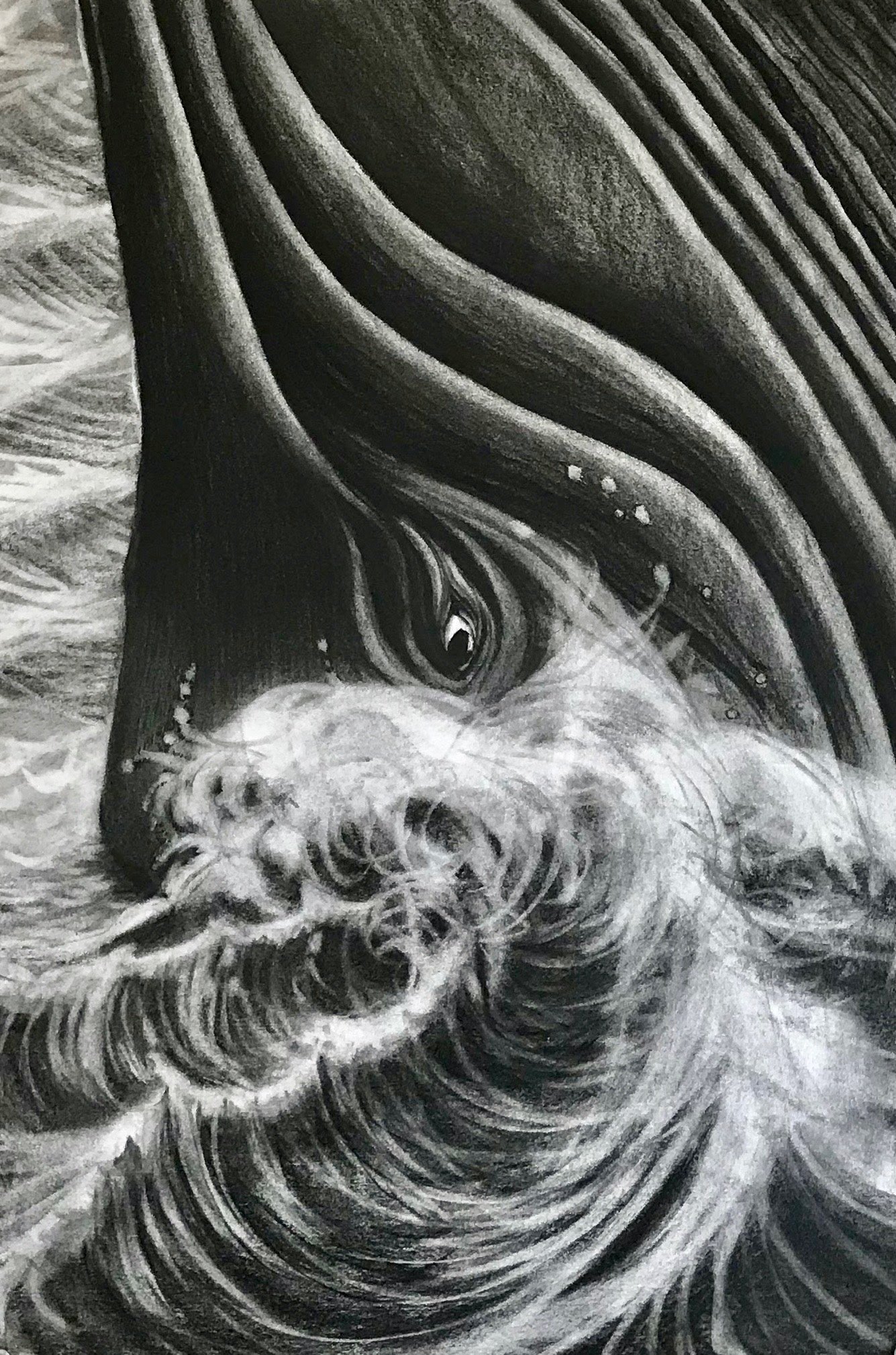 Humpback Eye, KBDesrosiers, 15%22x22%22, charcoal.jpeg