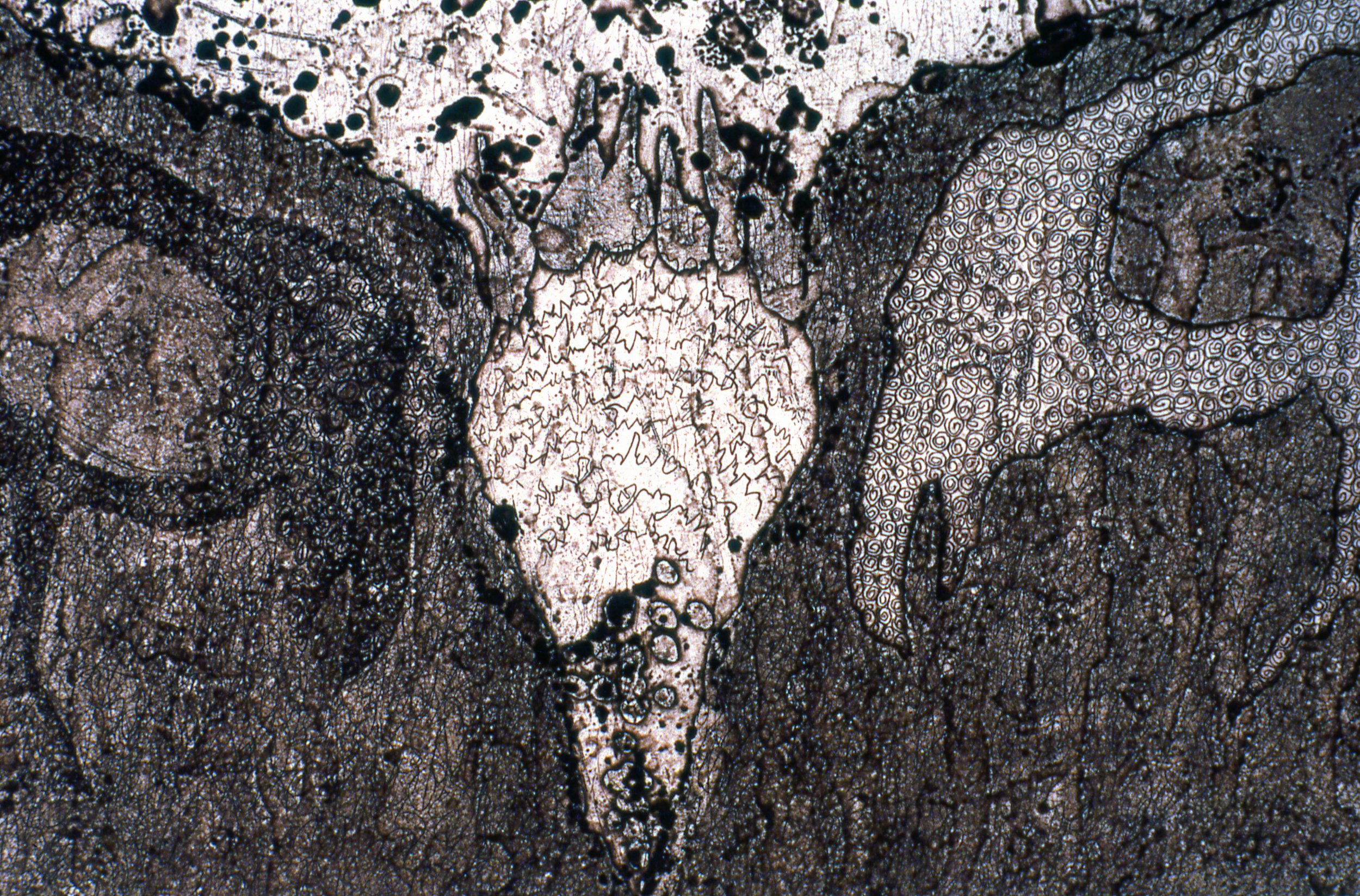 Raven (detail), KBDesrosiers, 12%22x18%22, intaglio.jpeg