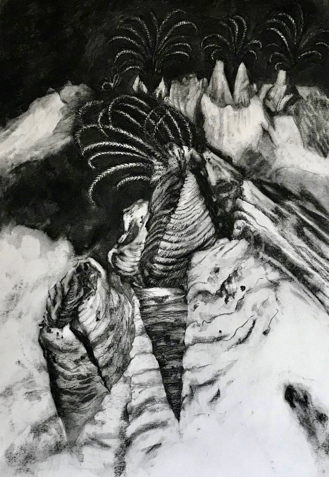 Barnacles, KBDesrosiers, 15%22x22%22, charcoal.jpeg