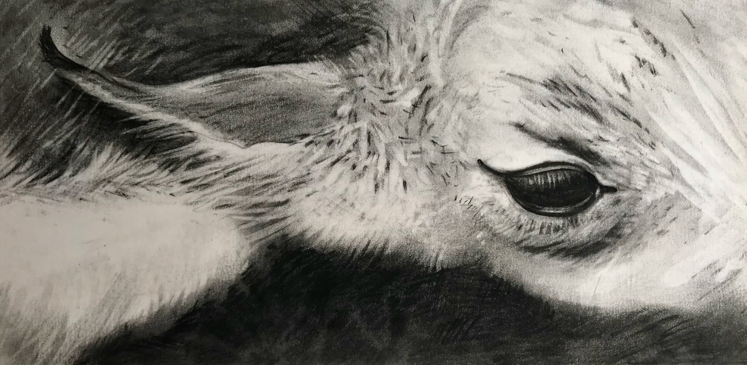 Fawn's Eye, KBDesrosiers, 9.5%22x4.75%22, charcoal.jpeg
