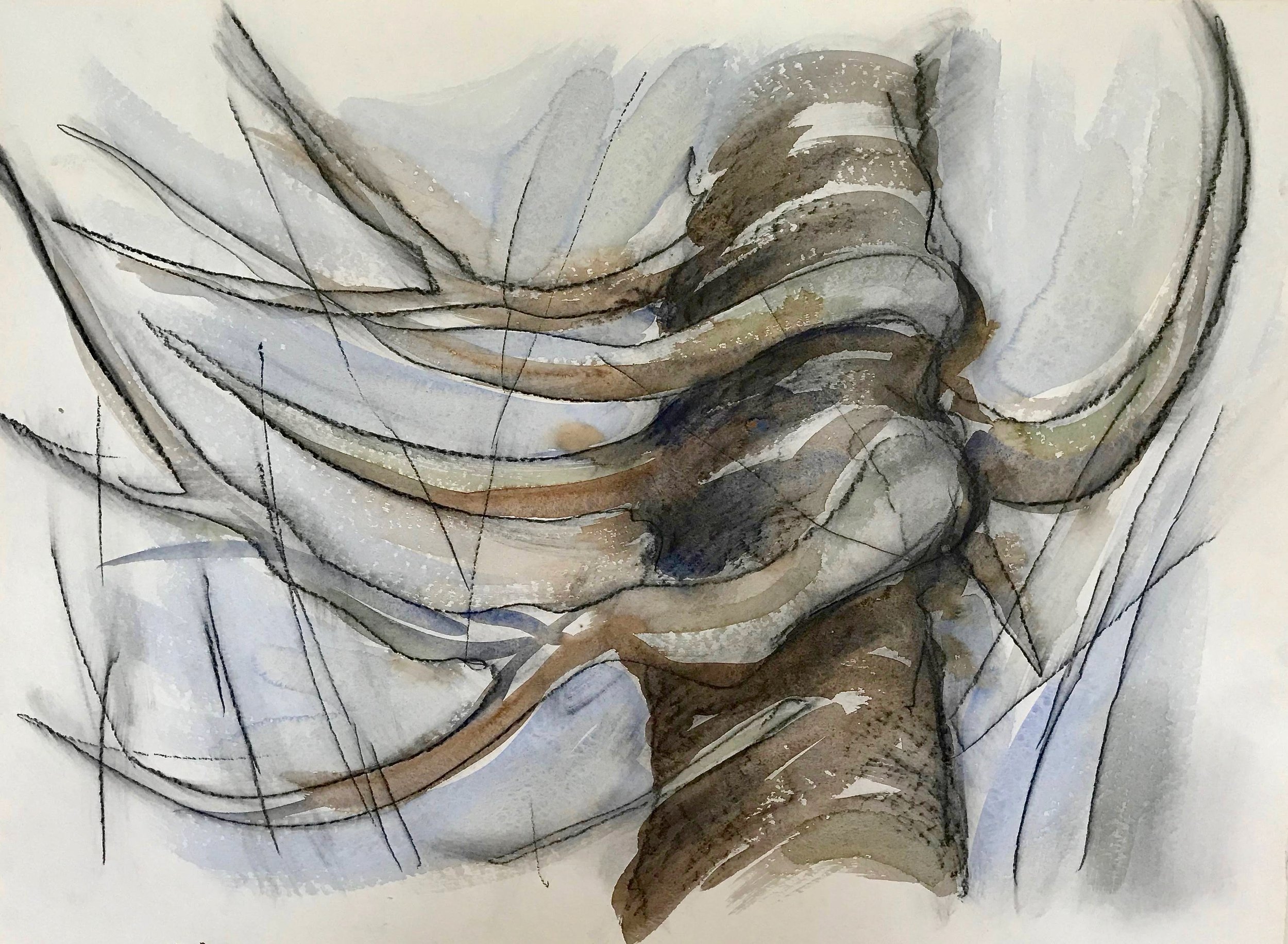Twisted Trunk, KBDesrosiers, 30%22x22%22, charcoal and watercolor.jpeg