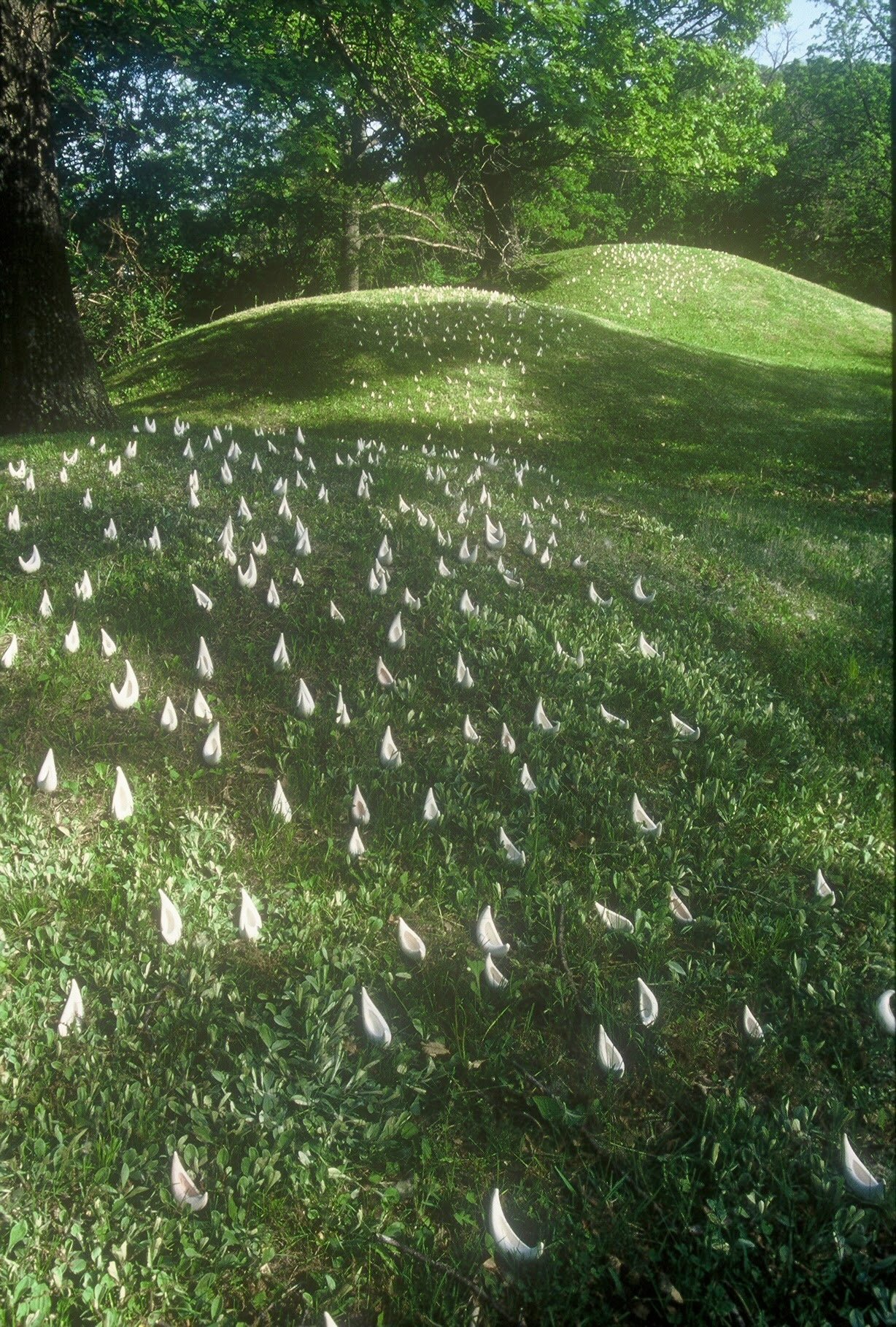 Fleet on Effigy Mounds, IO,vertical view, KBDesrosiers, installation of clay forms.jpeg