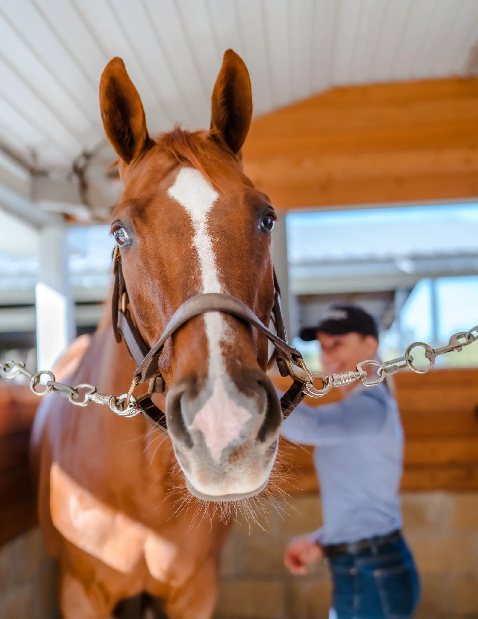 Close-up of a brown horse with a white stripe on its face inside a wooden stable, with a man in the background.