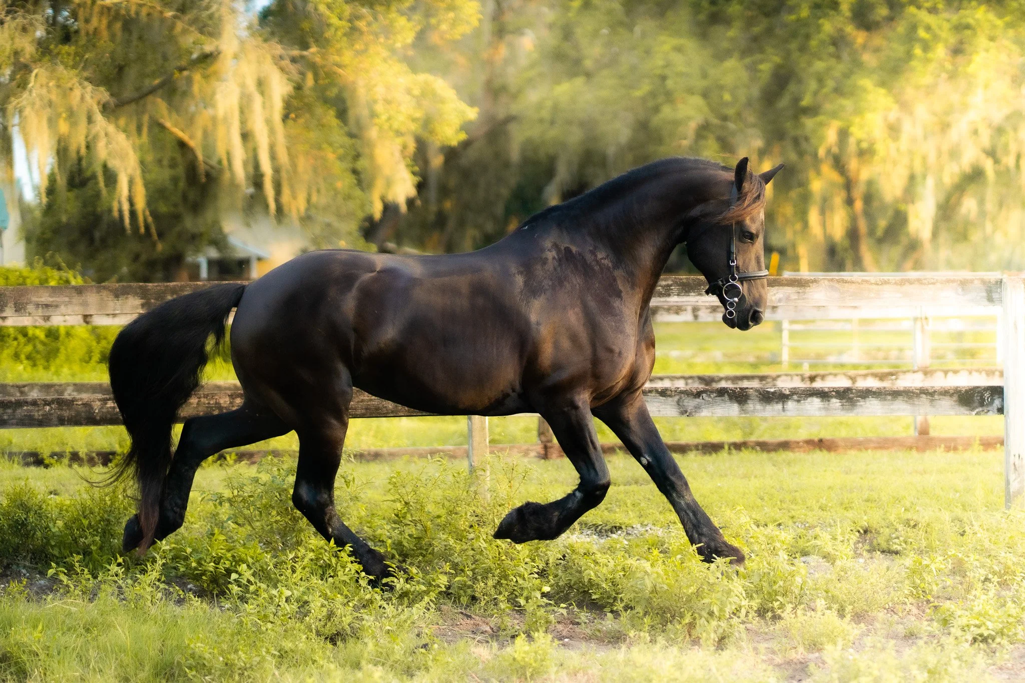 A black horse with a shiny coat galloping through a green pasture with trees and a wooden fence in the background