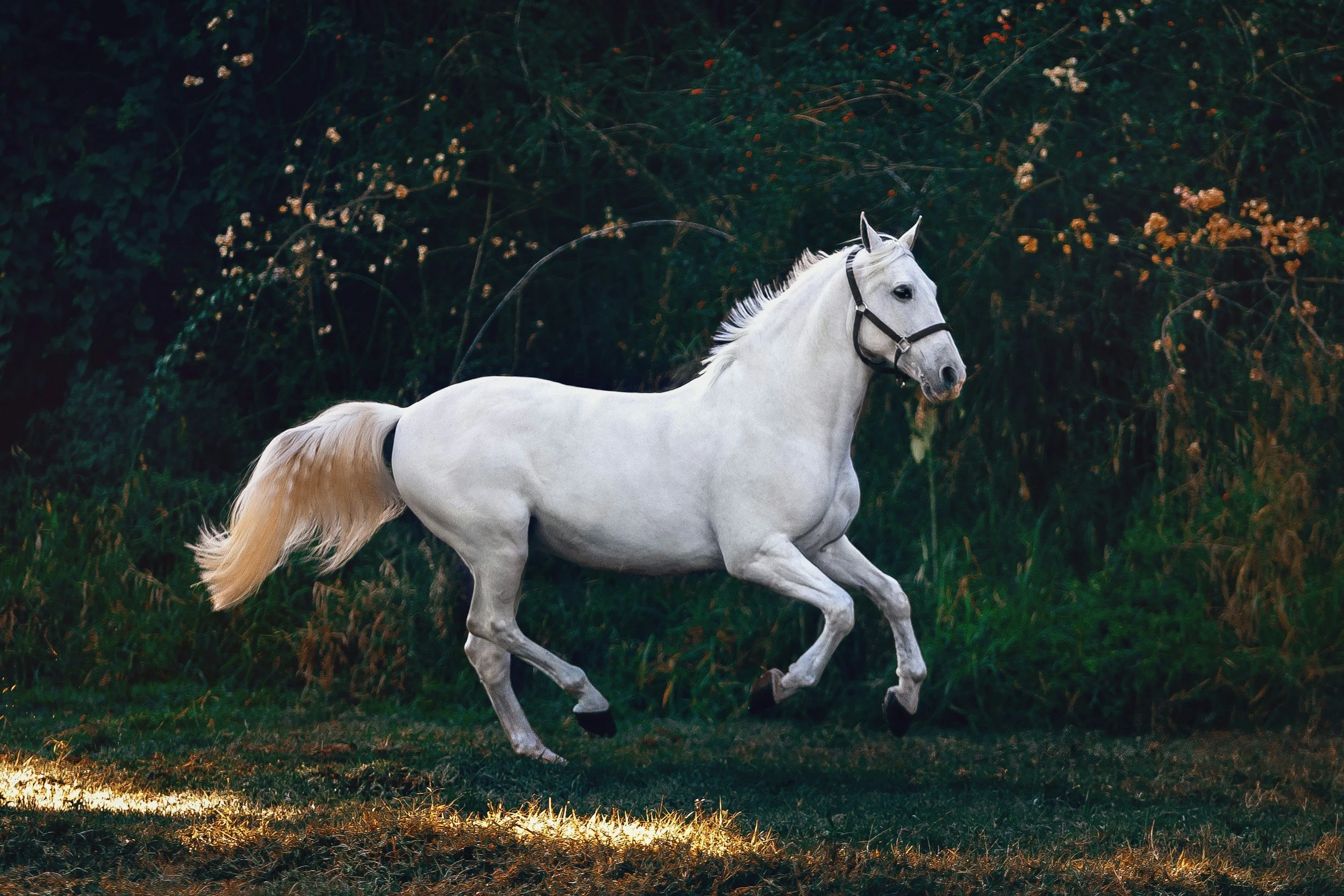 A white horse is running on a grassy area with dark green foliage in the background.