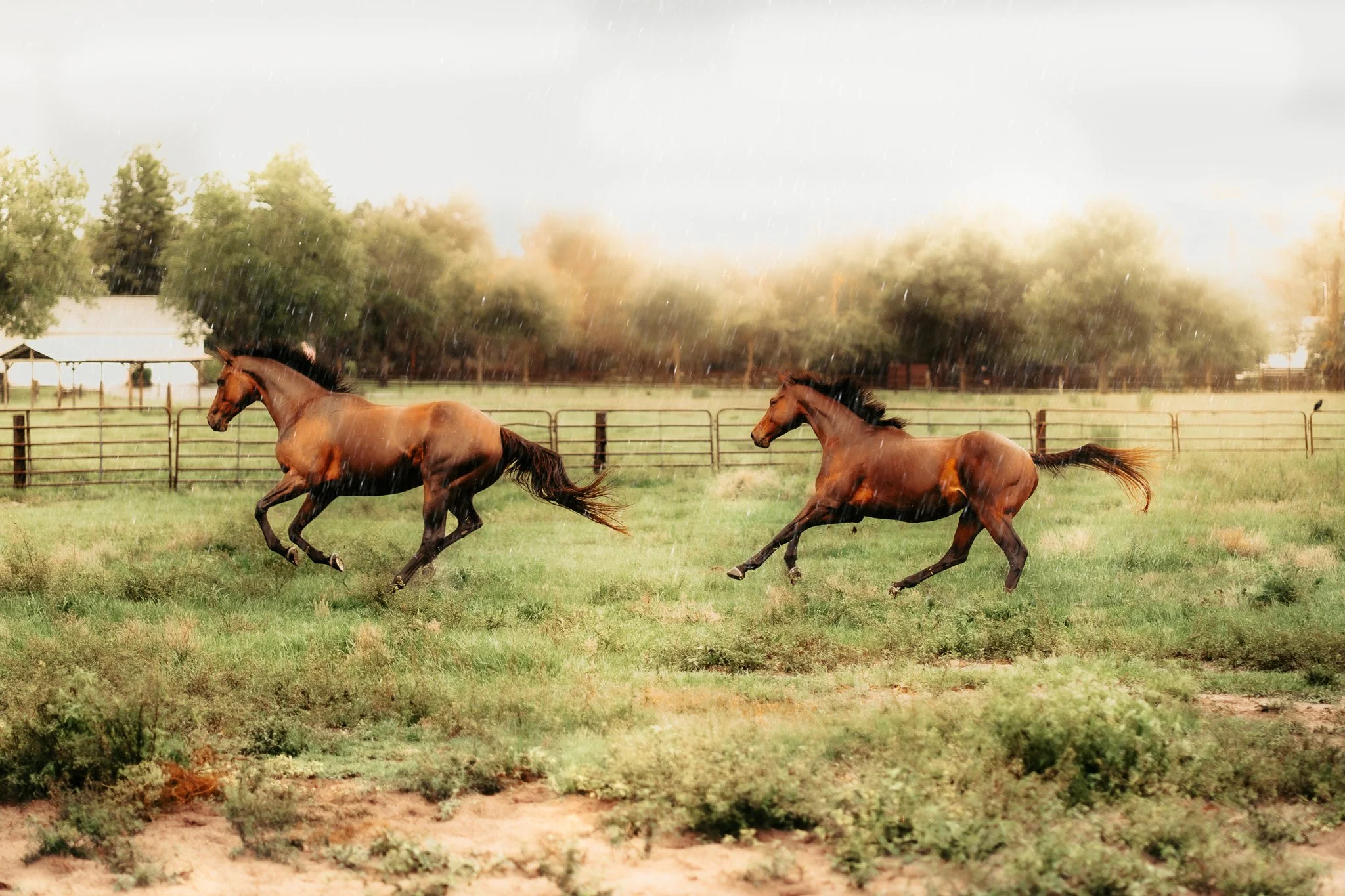 Two horses running on a grassy field during rain with trees and a fence in the background.