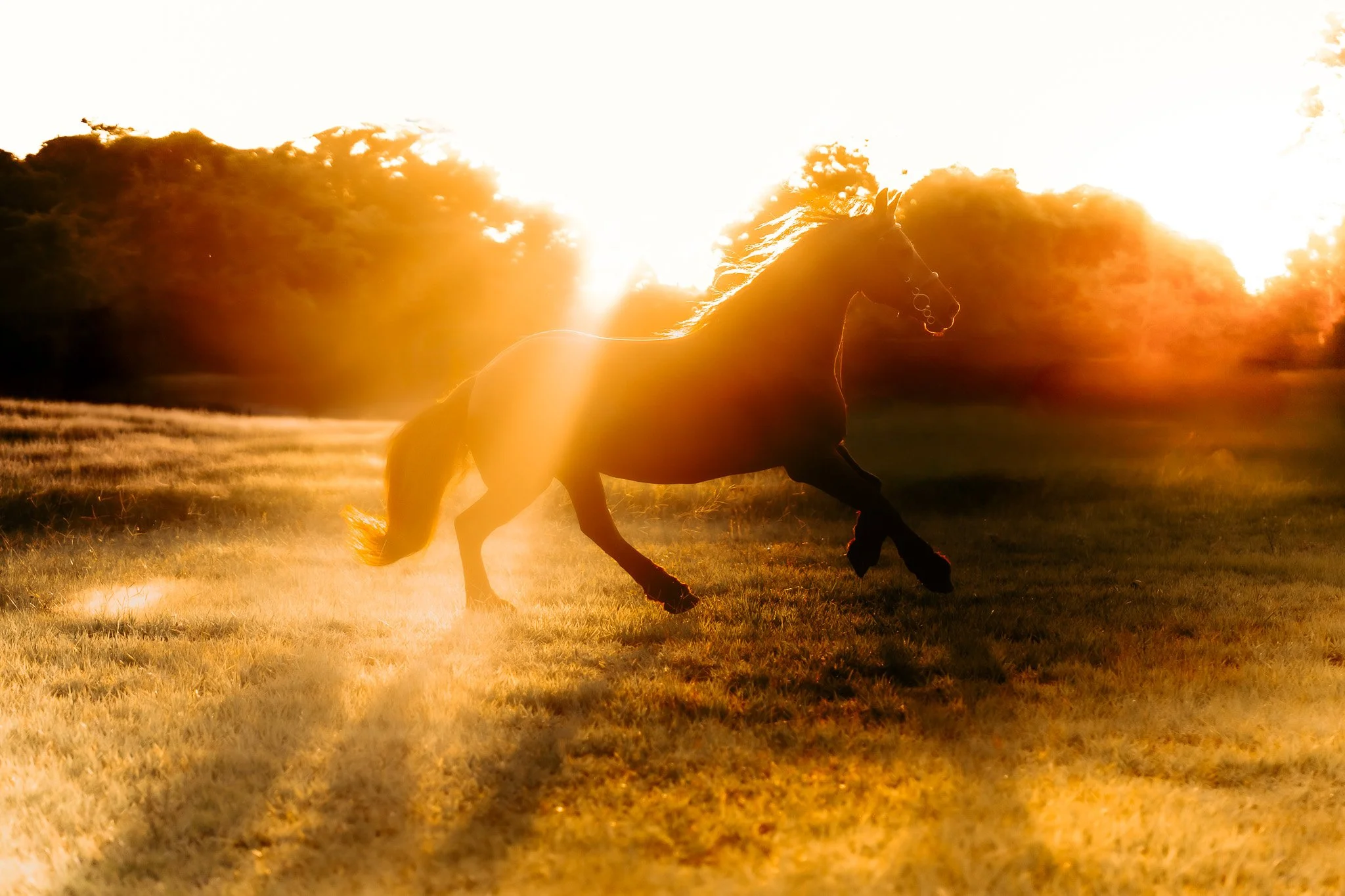 A silhouette of a horse running on grass during sunset with the sun behind trees in the background.