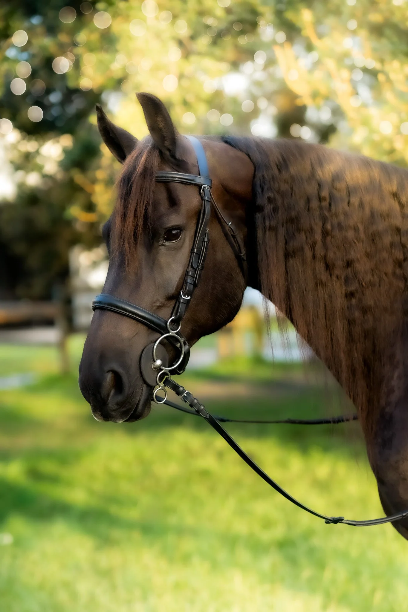 Close-up of a brown horse with a black bridle, standing on green grass with blurred trees and sunlight in the background.