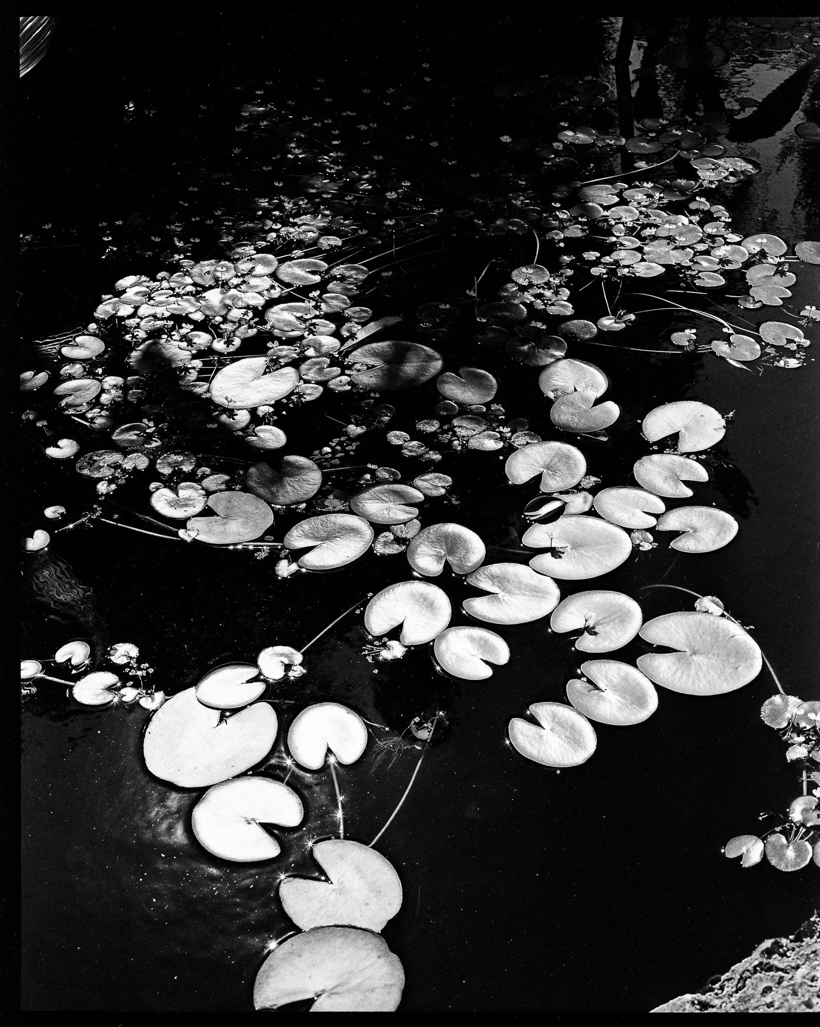 WATER LILIES. FAIRCHILD TROPICAL GARDEN. MIAMI 2025. 
PALM PANCHRO 100 120 FILM. 