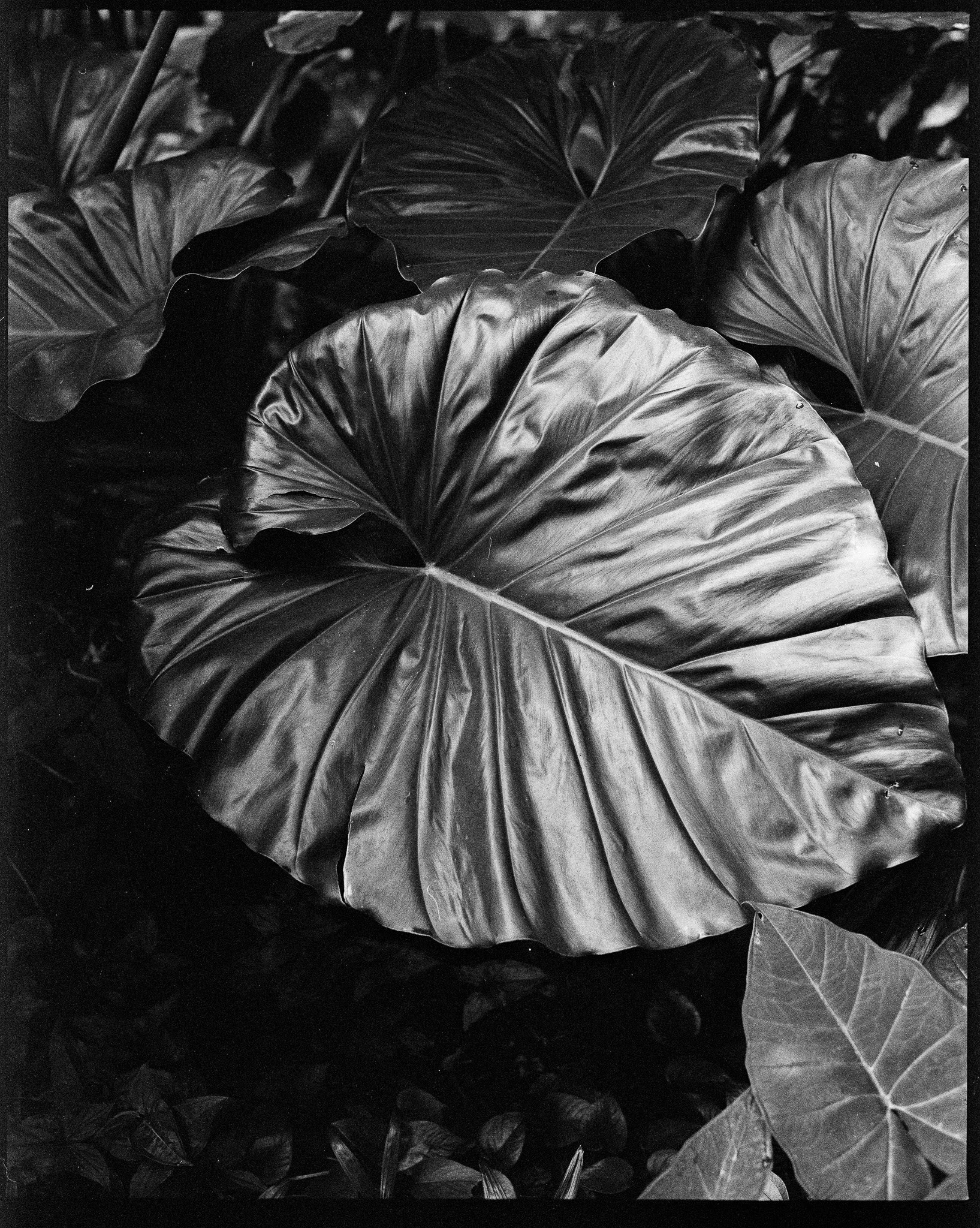 ELEPHANT EAR.  24" x 28". 1/9