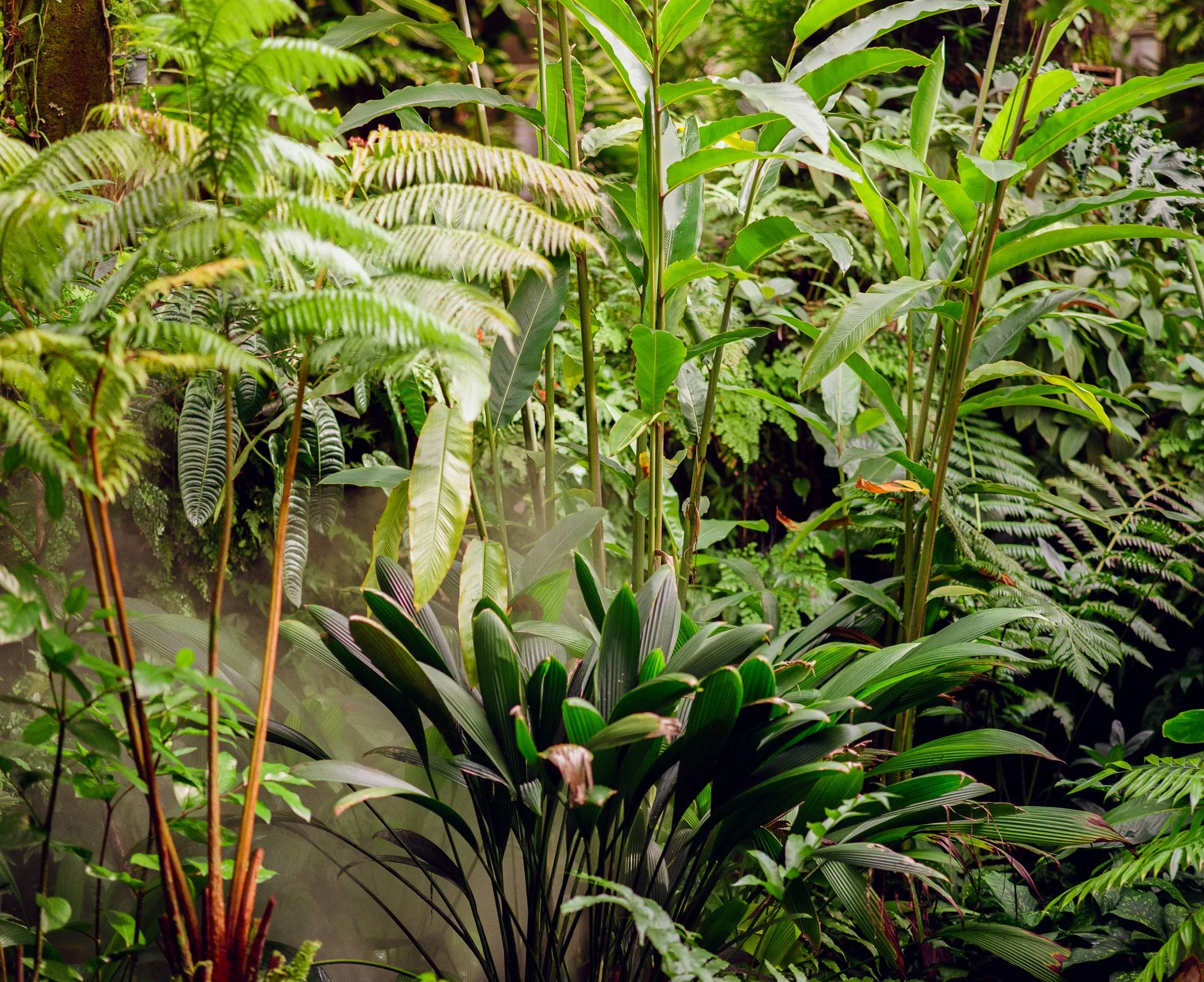 TROPICAL STUDY I. 52” x 45” 1/7