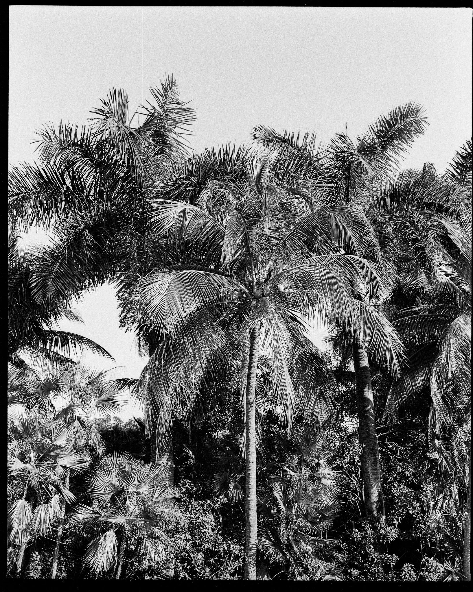 PALM THERAPY. 24” x 28”. 1/9