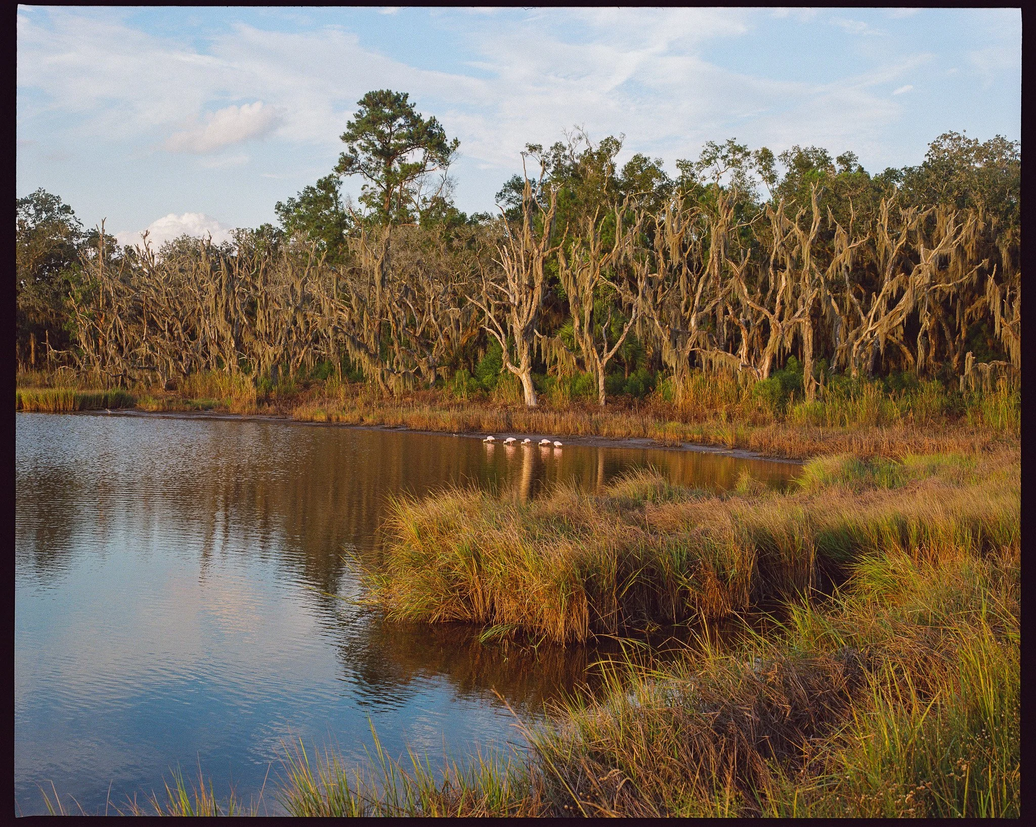 PINK SPOONBILLS. SHELDON, SC. 2024
KODAK PORTRA 400 120 FILM. 