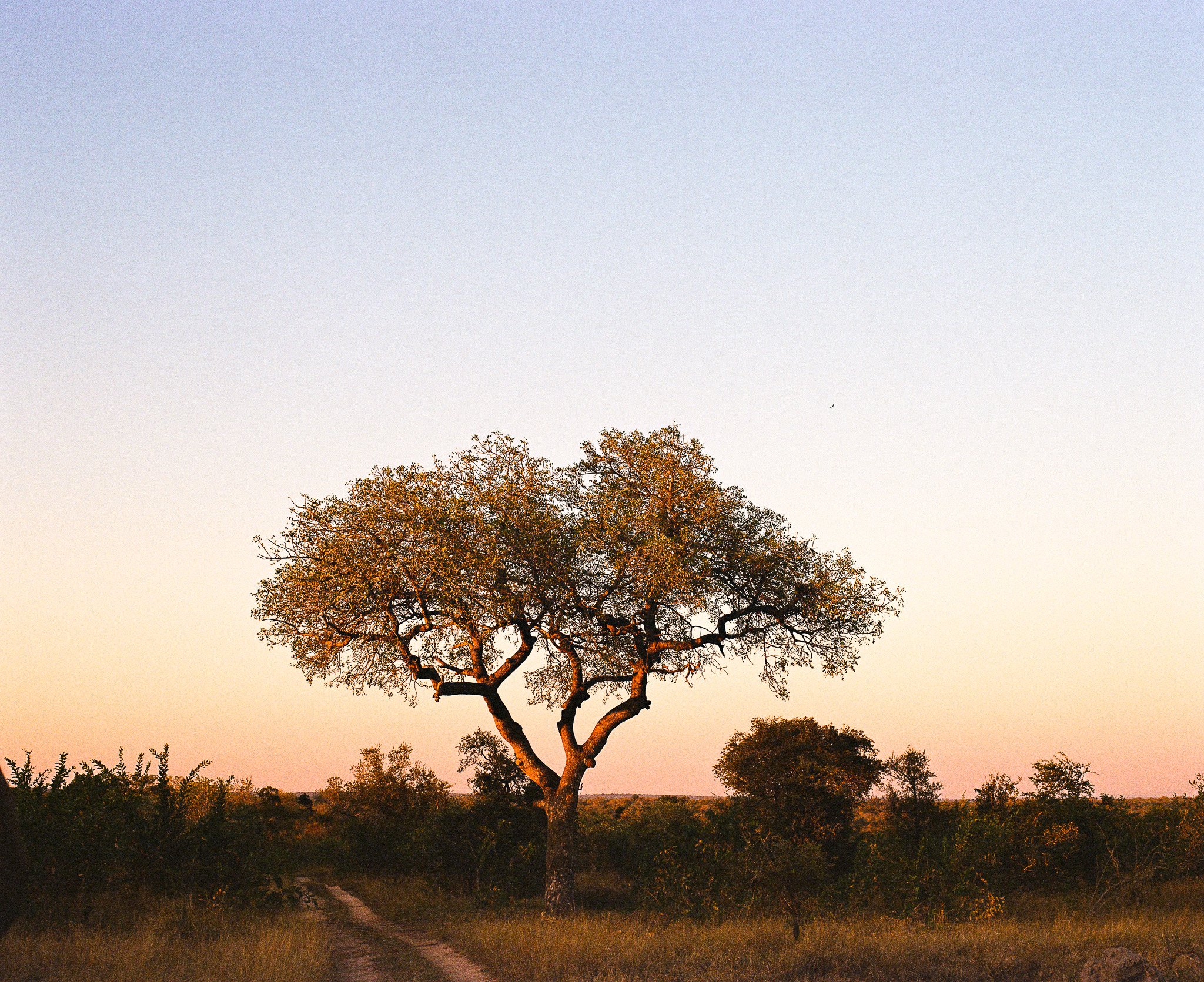 SAFARI
