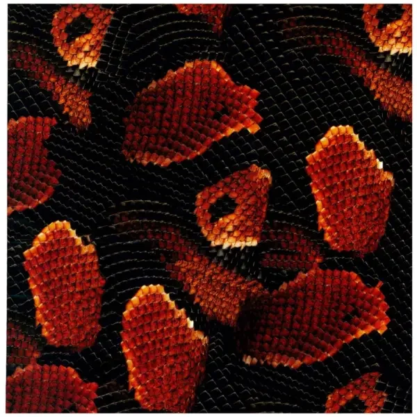 Red Boa 