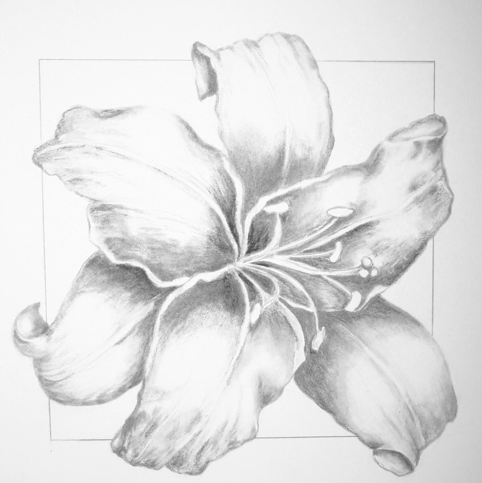 lily in Frame.jpeg