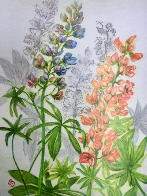 lupine.JPG