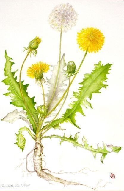 dandelion.jpg