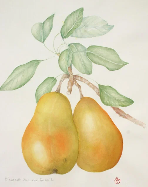 ripe pears.jpg