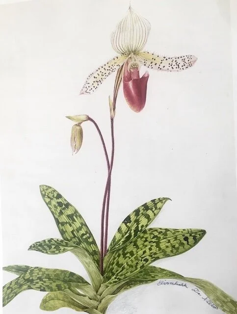 orchid.JPG