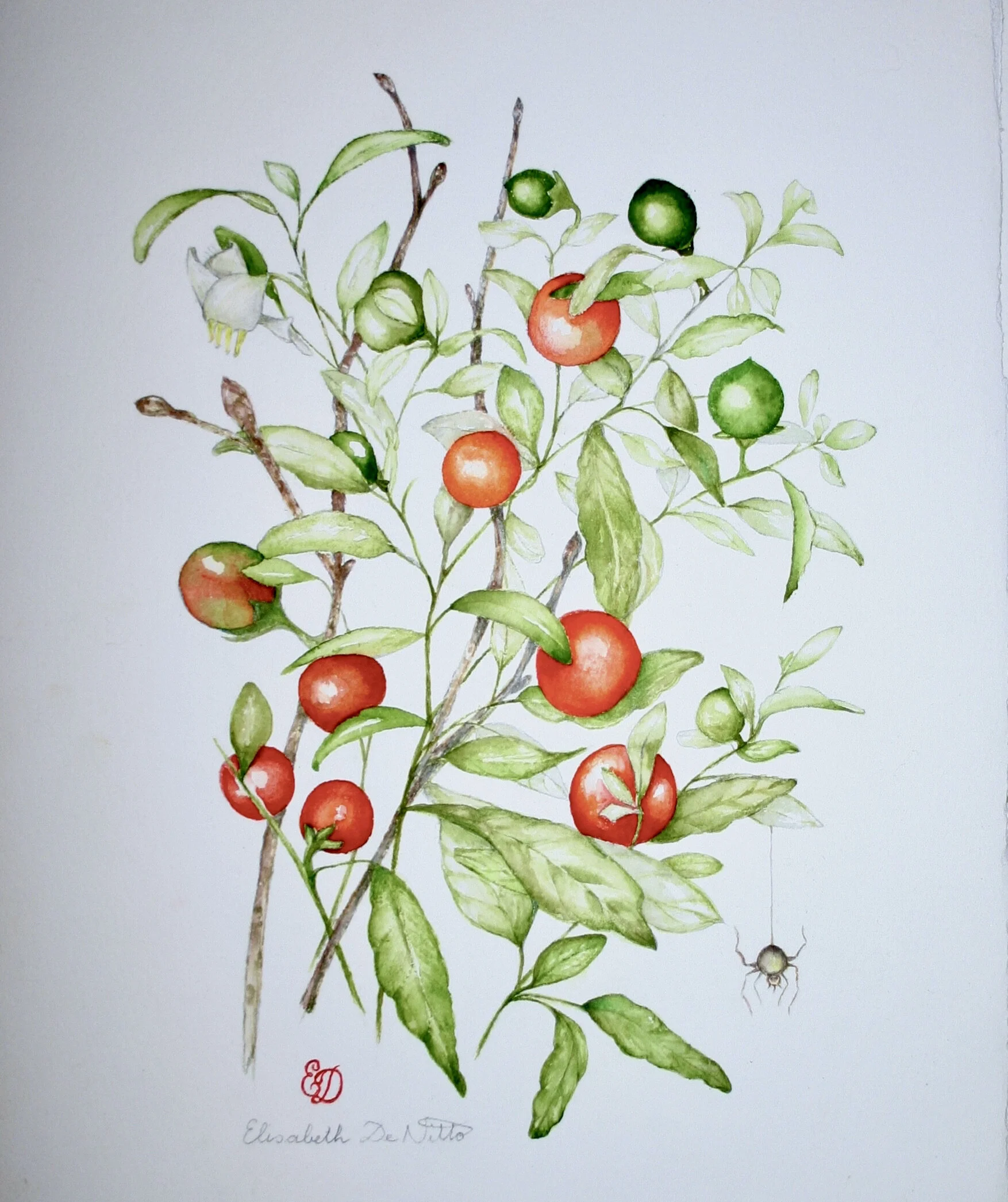 miniature fruit w:spider .jpg
