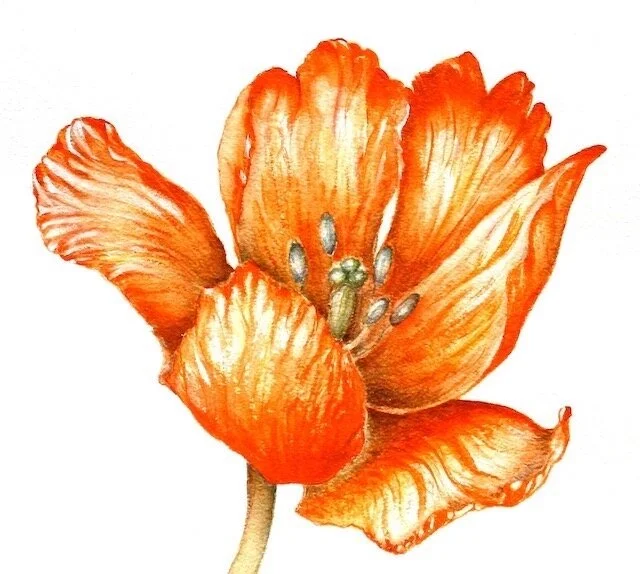 parrot tulip.jpg