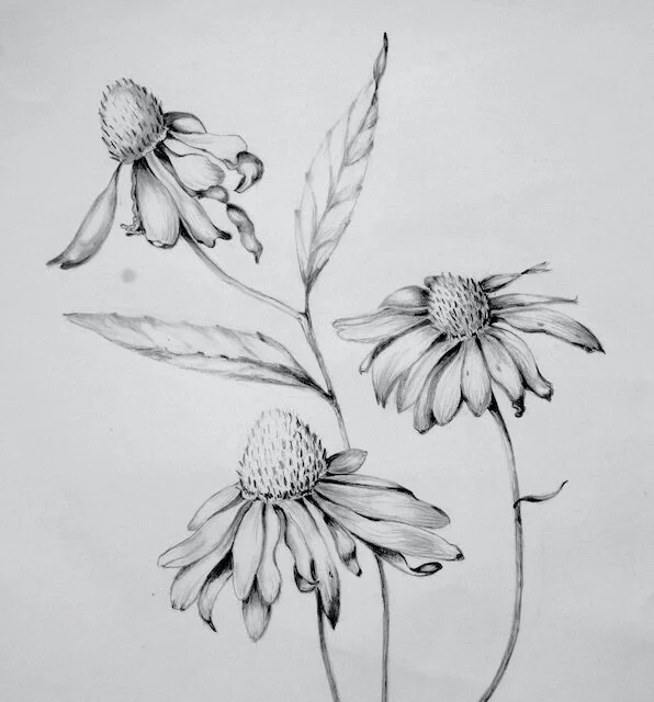cone flowers.jpg