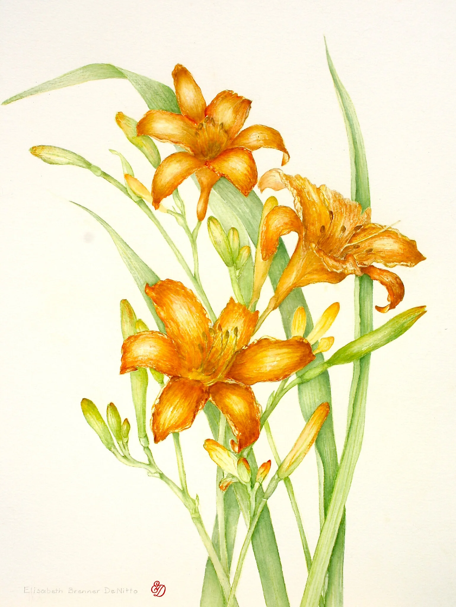 tiger lilies.jpg
